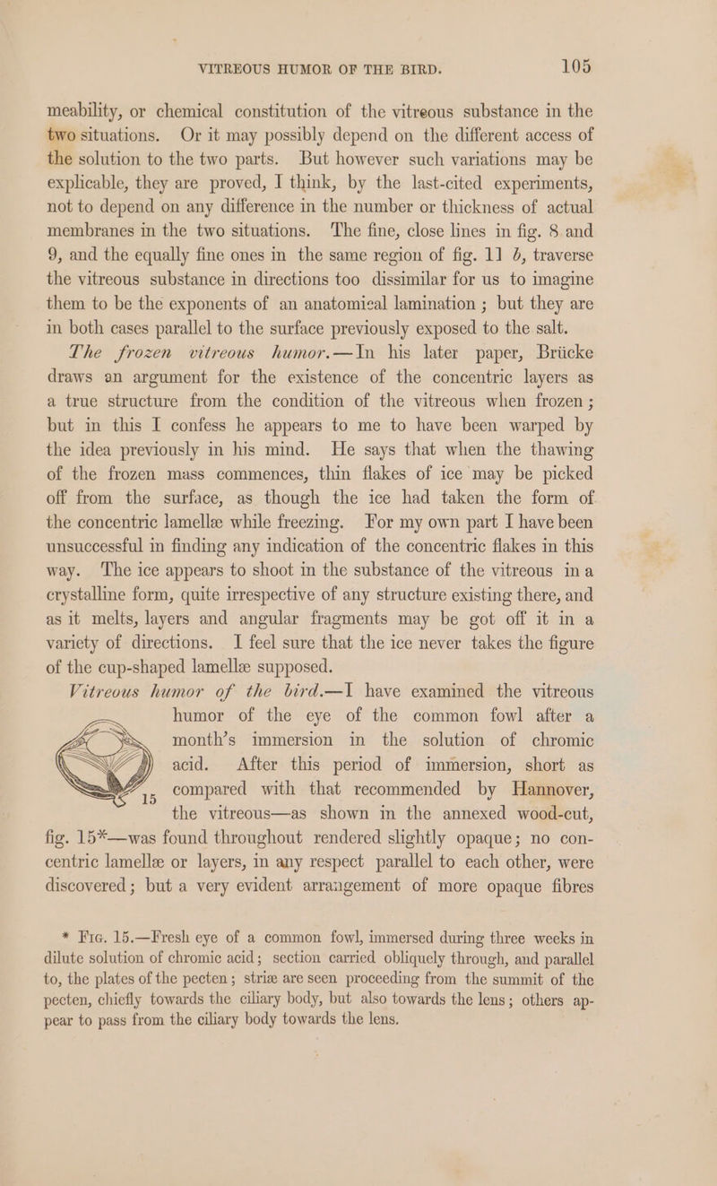 meability, or chemical constitution of the vitreous substance in the two situations. Or it may possibly depend on the different access of the solution to the two parts. But however such variations may be explicable, they are proved, I think, by the last-cited experiments, not to depend on any difference in the number or thickness of actual membranes in the two situations. ‘The fine, close lines in fig. 8 and 9, and the equally fine ones in the same region of fig. 1] 0, traverse the vitreous substance in directions too dissimilar for us to imagine them to be the exponents of an anatomical lamination ; but they are im both cases parallel to the surface previously exposed to the salt. The frozen vitreous humor.—In his later paper, Briicke draws an argument for the existence of the concentric layers as a true structure from the condition of the vitreous when frozen ; but in this I confess he appears to me to have been warped by the idea previously in his mid. He says that when the thawing of the frozen mass commences, thin flakes of ice may be picked off from the surface, as though the ice had taken the form of the concentric lamellee while freezmg. For my own part [ have been unsuccessful in finding any indication of the concentric flakes in this way. ‘The ice appears to shoot in the substance of the vitreous ina crystalline form, quite irrespective of any structure existing there, and as it melts, layers and angular fragments may be got off it in a varicty of directions. I feel sure that the ice never takes the figure of the cup-shaped lamellee supposed. Vitreous humor of the bird.—I have examined the vitreous humor of the eye of the common fowl after a month’s immersion in the solution of chromic acid. After this period of immersion, short as compared with that recommended by Hannover, the vitreous—as shown in the annexed wood-cut, fig. 15*—was found throughout rendered slightly opaque; no con- centric lamellee or layers, in any respect parallel to each other, were discovered ; but a very evident arrangement of more opaque fibres * Fic. 15.—Fresh eye of a common fowl, immersed during three weeks in dilute solution of chromic acid; section carried obliquely through, and parallel to, the plates of the pecten; strie are seen proceeding from the summit of the pecten, chiefly towards the ciliary body, but also towards the lens; others ap- pear to pass from the ciliary body towards the lens.