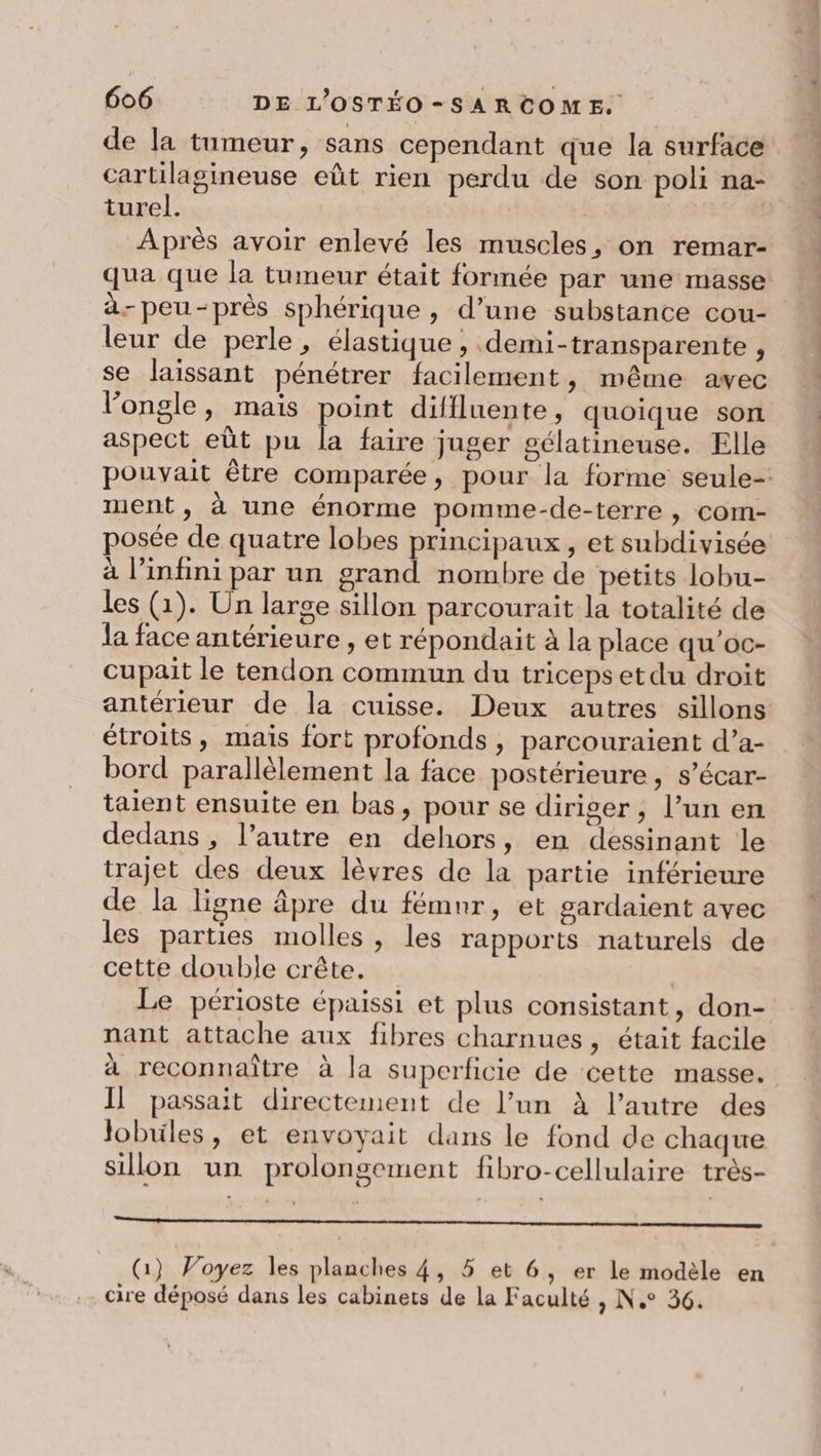 de la tumeur, sans cependant que la surface cartilagineuse eût rien perdu de son poli na- turel. | | Après avoir enlevé les muscles, on remar- qua que la tumeur était formée par une masse à-peu-près sphérique , d’une substance cou- leur de perle, élastique , demi-transparente , se laissant pénétrer facilement, même avec l’ongle, mais point diffluente, quoique son aspect eût pu la faire juger gélatineuse. Elle pouvait être comparée, pour la forme seule- ment, à une énorme pomme-de-terre , com- posée de quatre lobes principaux, et subdivisée à l’infini par un grand nombre de pétits lobu- les (1). Un large sillon parcourait la totalité de la face antérieure , et répondait à la place qu’oc- cupait le tendon commun du tricepsetdu droit antérieur de la cuisse. Deux autres sillons étroits, mais fort profonds , parcouraient d’a- bord parallèlement la face postérieure, s’écar- taient ensuite en bas, pour se diriger, l’un en dedans ; l’autre en dehors, en dessinant le trajet des deux lèvres de la partie inférieure de la ligne âpre du fémur, et gardaient avec les parties molles, les rapports naturels de cette double crête. | Le périoste épaissi et plus consistant, don- nant attache aux fibres charnues, était facile à reconnaître à la superficie de cette masse. Il passait directement de l’un À l’autre des Jobules, et envoyait dans le fond de chaque sillon un prolongement fibro-cellulaire très- CRC Te PO Es NOR MAN (1} Voyez les planches 4, 5 et 6, er le modèle en cire déposé dans les cabinets de la Faculté &gt; N.° 36.
