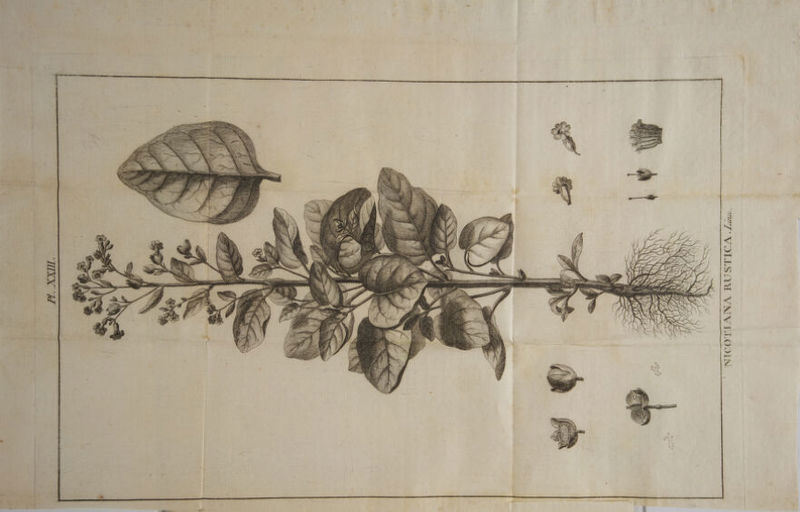 LEE LU ( PR ( \ A £ AS eo PU É AN } | £ - ( \ 4 à * : 2 | f R ” { “ \ < “ / #“} / + es \ “ ; j d K 0 LL Æ r Li # NICOTIANA RUSTICA.Z | A r4l \