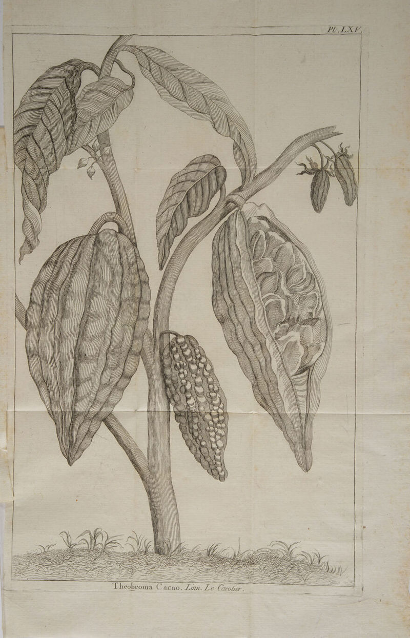 FLEX PI > > = « nt = 14 > ) <Æ 5 (11 / RSR) —X |, CES = = | _— 1 INA % | du 2 : TEEN SNS NQ NN \ ù &amp; \ N N \ AN NT \ A \ A N TS RES {LL NTM SS Ÿ KS NS > RE à NC NS SS IUT à Ÿ È k, > \ k \K à = = = \ NN + >, \ N \ ù D = K|\ ANNE IS A\\ à \ À &amp; \N À SS = \ S III = ù \ SR N < VU || à ù =, \ NN NS EN \ N à \ ù N A AT *Y, WY/, ; y // TÉLAPLS NEED, U, V4 7Z CL 2); NE A; 27 y Z D V, | [) _———— à NS NN NS NSS <È = 2557 ui = —=——= I ZhOhOS NN IR SK . = = KR &amp; > Ÿ = - SNS EE > =_—— SSSSS > à SNS S = EE hr NIK NN Ÿ L — — = — DS SK — DH = S IR NN = —hv/YvUvÈIIIQQÈ NII RE > IX = KR II À — © = = > à NN EE — — XXE à EEE : + = I NN = == RIDE 2 ru À È NN = 7 == So — = — Es == >= = EX hop à = IDDN - = = ÈS A JFK N = JS = ÈS = : = = = S — = I K I = == = = — = SN = > == = — => à — \ N Z ÈS = — NN ÈÉXÉÉÈXYXÈXYXIYZZ<= ZX === &amp; À EE RE Q à DE — SSSR Ne = == XX Ÿ SK IR &amp; NN KNN DL = = 2 CHLZ = L \ }] Z ) ° SZ EE PEL 1 EL 7 2 = z) 1 PR SE s} PSI TE = EE e =) \ | L ë ne Vin es ANS — | < \ = ss = Be TA CE —> Ÿ ES D es ee Dp)) ms = Lg Te à PT VA are = a TE 2 z RE —, = Theobrom LE EE 27 D à Cacao, Zzr. Le Cacoter .