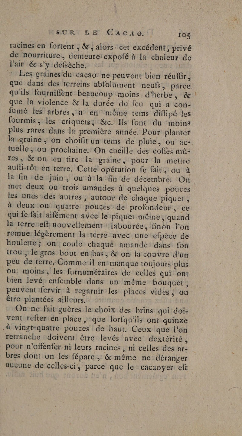 racines en fortent ; &amp; , alors: cet excédent, privé de nourriture, demeure: expofé à la chaleur de l'air &amp; s’y defsèche. | Ne * Les graines du cacao ne peuvent bien réuflir, que dans des terreins abfolument neufs, parce qu'ils fourniflènt beaucoup moins d'herbe , :&amp; que la violence &amp; la durée du feu qui a con- iumé les arbres, a en même terms difipé les fourmis, les criquets; &amp;c. Ils font du ‘moins plus rares dans la première année. Pour planter tuelle, ou prochaine. On cueille des coffes mû- res, &amp; on en tire la graine, pour la mettre la fin de juin, ou à:la fin de décembre. On met deux ou trois amandes à quelques pouces les unes des ‘autres, autour de chaque piquet, à deux ou quatre pouces de profondeur, ce qui fe fait aifément avec le piquet même. quand la terre’eft nouvellement ‘läbourée, finon l’on remue légèrement la terre avec une efpèce de houlette; on coule chaqué amande dans fon trou , le gros bout en:bas, &amp; on la couvre d’un peu de terre. Comme il en manque toujours plus Ou: moins, les furnuméraires de celles qui ont bien levé enfemble dans un même bouquet, peuvent {ervir à regarnir les places vides ; ou être plantées ailleurs. - | Onne fait guères le choix des brins qui doi- vent refter en place , que lorfqu'ils ont quinze à vingt-quatre pouces de haur. Ceux que l’on retranche doivent être levés avec dextérité , pour n’offenfer ni leurs racines , ni celles des ar- bres dont on les fépare ; &amp; même ne déranger Sd