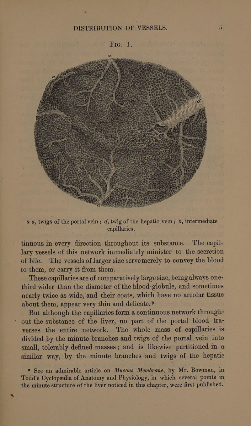 hth Hi ‘ NT \ ih ii Mt hi 4) ta hi Me i A ee a a, twigs of the portal vein; d, twig of the hepatic vein; 0, intermediate capillaries. tinuous in every direction throughout its substance. The capil- lary vessels of this network immediately minister to the secretion of bile. The vessels of larger size servemerely to convey the blood to them, or carry it from them. | 3 These capillaries are of comparatively large size, being always one- third wider than the diameter of the blood-globule, and sometimes nearly twice as wide, and their coats, which have no areolar tissue about them, appear very thin and delicate.* But although the capillaries form a continuous network through- out the substance of the liver, no part of the portal blood tra- verses the entire network. The whole mass of capillaries is divided by the minute branches and twigs of the portal vein into small, tolerably defined masses; and is likewise partitioned in a similar way, by the minute branches and twigs of the hepatic * See an admirable article on Mucous Membrane, by Mr. Bowman, in. Todd’s Cyclopedia of Anatomy and Physiology, in which several points in the minute structure of the liver noticed in this chapter, were first published.