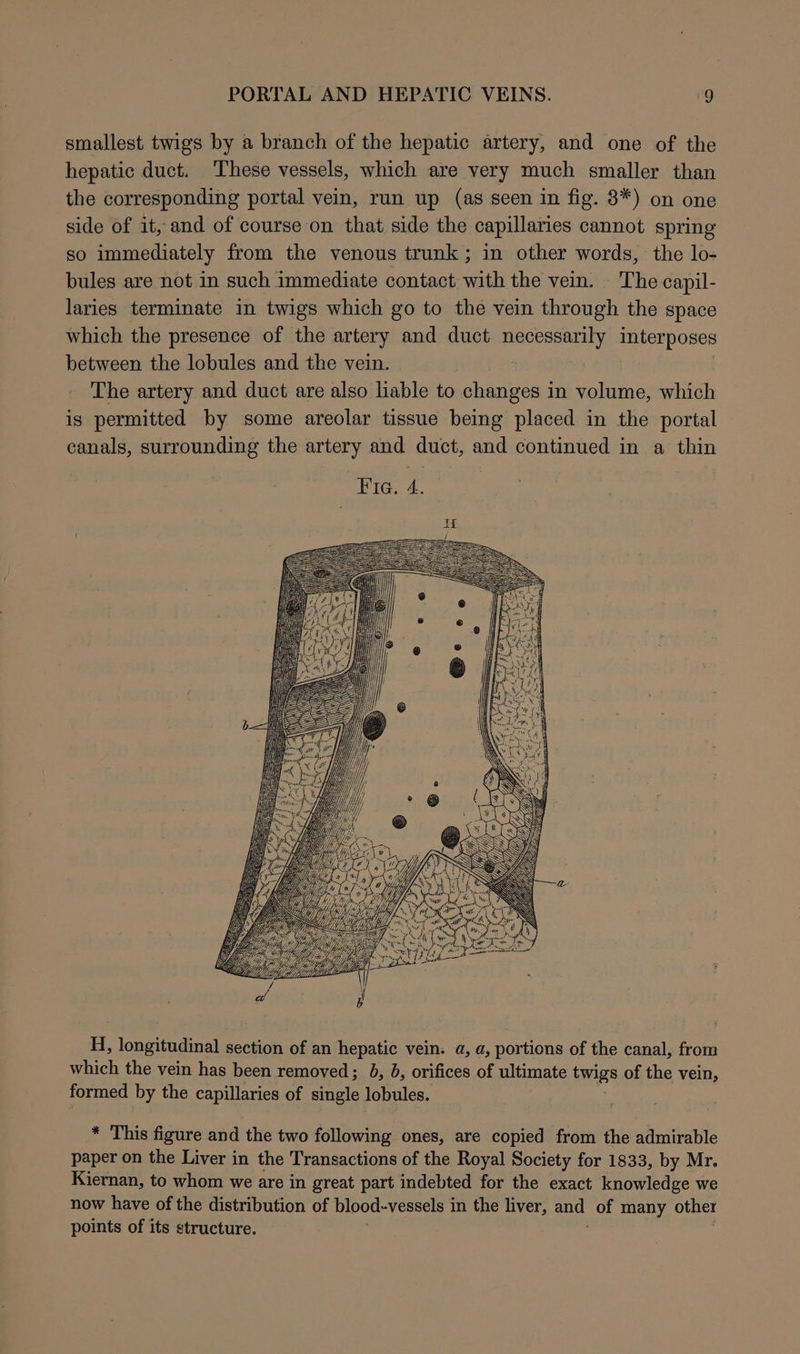 smallest twigs by a branch of the hepatic artery, and one of the hepatic duct. These vessels, which are very much smaller than the corresponding portal vein, run up (as seen in fig. 8*) on one side of it, and of course on that side the capillaries cannot spring so immediately from the venous trunk; in other words, the lo- bules are not in such immediate contact with the vein. The capil- laries terminate in twigs which go to the vein through the space which the presence of the artery and duct necessarily interposes between the lobules and the vein. | The artery and duct are also liable to changes in volume, which is permitted by some areolar tissue being placed in the portal canals, surrounding the artery and duct, and continued in a thin H, longitudinal section of an hepatic vein. a, a, portions of the canal, from which the vein has been removed; 3, 8, orifices of ultimate twigs of the vein, formed by the capillaries of single lobules. * This figure and the two following ones, are copied from the admirable paper on the Liver in the Transactions of the Royal Society for 1833, by Mr. Kiernan, to whom we are in great part indebted for the exact knowledge we now have of the distribution of blood-vessels i in the liver, and of many other points of its structure.