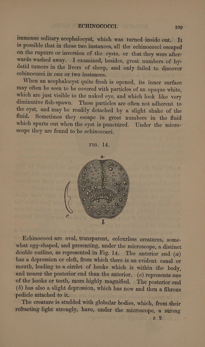 immense solitary acephalocyst, which was turned inside out. It is possible that in these two instances, all the echinococci escaped on the rupture or inversion of the cysts, or that they were after- wards washed away. I examined, besides, great numbers of hy- datid tumors in the livers of sheep, and only failed to discover echinococci in one or two instances, Olea , When an acephalocyst quite fresh is opened, its inner surface may often be seen to be covered with particles of an opaque white, which are just visible to the naked eye, and which look like very diminutive fish-spawn. These particles are often not adherent to the cyst, and may be readily detached by a slight shake of the fluid. Sometimes they escape in great numbers in the fluid which spurts out when the cyst is punctured. Under the micro- scope they are found to be echinococci. Echinococci are oval, transparent, colourless creatures, some- what egg-shaped, and presenting, under the microscope, a distinct double outline, as represented in Fig. 14. The anterior end (a) has a depression or cleft, from which there is an evident canal or mouth, leading to a circlet of hooks which is within the body, and nearer the posterior end than the anterior. (c) represents one of the hooks or teeth, more highly magnified. The posterior end (4) has also a slight depression, which has now and then a fibrous pedicle attached to it. 7 | on The creature is studded with globular bodies, which, from their refracting light strongly, have, under the microscope, a strong PV At ts