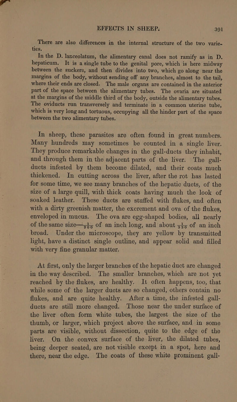 There are also differences in the internal structure of the two varie- ties. In the D. lanceolatum, the alimentary canal does not ramify as in D. hepaticum. It is a single tube to the genital pore, which is here midway between the suckers, and then divides into two, which go along near the margins of the body, without sending off any branches, almost to the tail, where their ends are closed. The male organs are contained in the anterior part of the space between the alimentary tubes. The ovaria are situated at the margins of the middle third of the body, outside the alimentary tubes. The oviducts run transversely and terminate in a common uterine tube, which is very long and tortuous, occupying all the hinder part of the space between the two alimentary tubes. In sheep, these parasites are often found in great numbers. Many hundreds may sometimes be counted in a single liver. They produce remarkable changes in the gall-ducts they inhabit, and through them in the adjacent parts of the liver. The gall- ducts infested by them become dilated, and their coats much thickened. In cutting across the liver, after the rot has lasted for some time, we see many branches of the hepatic ducts, of the size of a large quill, with thick coats having much the look of soaked leather. These ducts are stuffed with flukes, and often with a dirty greenish matter, the excrement and ova of the flukes, enveloped in mucus. The ova are egg-shaped bodies, all nearly of the same size—z1, of an inch long, and about 34, of an inch broad. Under the microscope, they are yellow by transmitted light, have a distinct single outline, and appear solid and filled with very fine granular matter. At first, only the larger branches of the hepatic duct are changed. in the way described. ‘The smaller branches, which are not yet reached by the flukes, are healthy. It often happens, too, that while some of the larger ducts are so changed, others contain no flukes, and are quite healthy. After a time, the infested gall- ducts are still more changed. Those near the under surface of the liver often form white tubes, the largest the size of the thumb, or larger, which project above the surface, and in some parts are visible, without dissection, quite to the edge of the liver. On the convex surface of the liver, the dilated tubes, being deeper seated, are not visible except in a spot, here and there, near the edge. The coats of these white prominent gall-