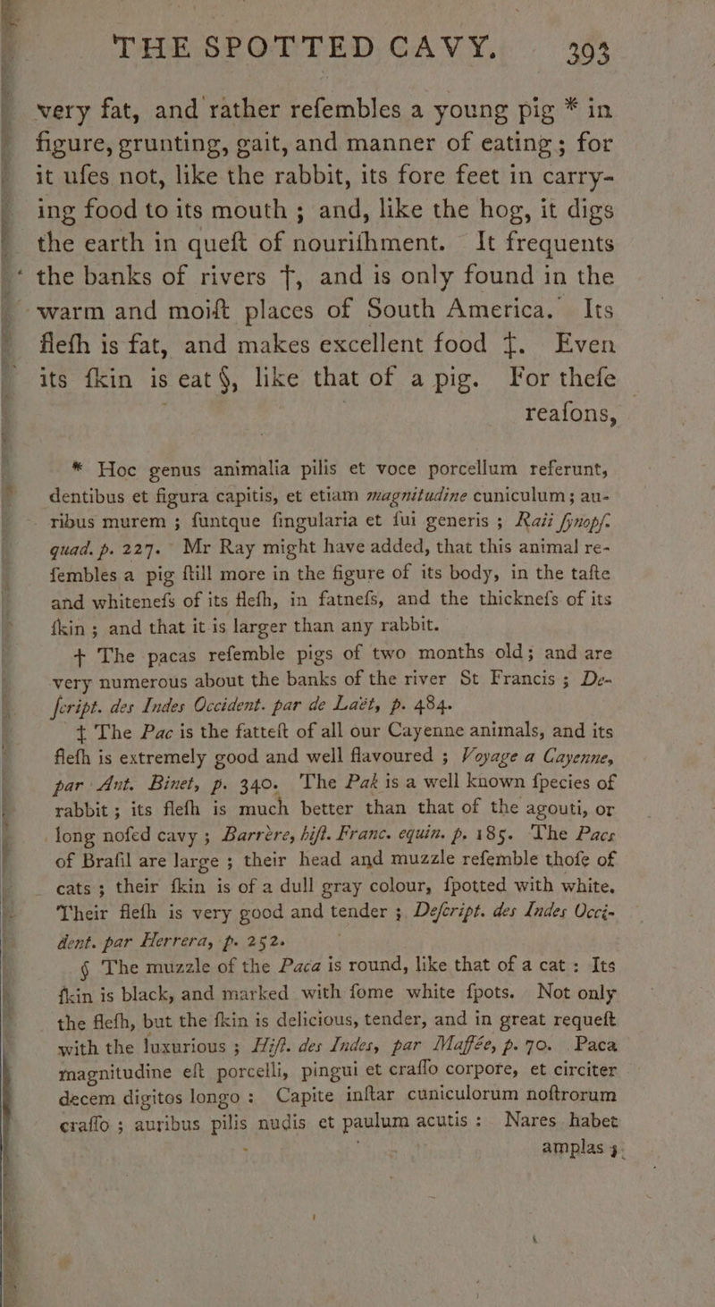 = RIES IN CPP FFT as ey PO PU * THE SPOTTED CAVY. 393 very fat, and rather refembles a young pig * in figure, grunting, gait, and manner of eating ; for it ufes not, like the rabbit, its fore feet in carry- ing food to its mouth ; and, like the hog, it digs the earth in queft of nourifhment. It frequents the banks of rivers 7, and is only found in the flefh is fat, and makes excellent food Ÿ. Even its fkin is eat, like that of a pig. For thefe — / reafons, * Hoe genus animalia pilis et voce porcellum referunt, dentibus et figura capitis, et etiam magnitudine cuniculum; au- ribus murem ; funtque fingularia et fui generis ; Raï fjnop/. quad. p. 227. Mr Ray might have added, that this animal re- fembles a pig {till more in the figure of its body, in the tafte and whitenefs of its flefh, in fatnefs, and the thicknefs of its {kin ; and that it is larger than any rabbit. + The pacas refemble pigs of two months old; and are very numerous about the banks of the river St Francis ; De- feript. des Indes Occident. par de Laët, p. 484. + The Pac is the fatteft of all our Cayenne animals, and its flefh is extremely good and well flavoured ; Voyage a Cayenne, par Ant. Binet, p. 340. The Pak is a well known fpecies of rabbit ; its flefh is much better than that of the agouti, or long nofed cavy ; Barrère, hifi. Franc. equin. p. 185. Lhe Pacs of Brafil are large ; their head and muzzle refemble thofe of cats; their fkin is of a dull gray colour, fpotted with white, dent. par Herrera, p. 252. $ The muzzle of the Paca is round, like that of a cat: Its {kin is black, and marked with fome white fpots. Not only the flefh, but the fkin is delicious, tender, and in great requeft with the luxurious ; Hifi. des Indes, par Maffée, p. 70. Paca magnitudine eft porcelli, pingui et craflo corpore, et circiter decem digitos longo : Capite inftar cuniculorum noftrorum craflo ; auribus pilis nudis et paulum acutis : Nares habet j amplas #: