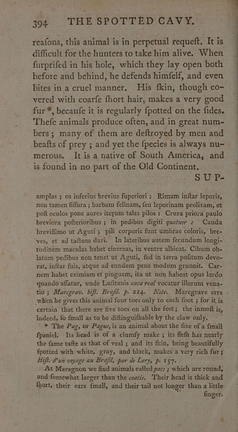 reafons, this animal is in perpetual requeft. It is difficult for the hunters to take him alive. When furprifed in his hole, which they lay open both before and behind, he defends himfelf, and even bites in a cruel manner. His fkin, though co- vered with coarfe fhort hair, makes a very good fur*, becaufe it is regularly {potted on the fides. Thefe animals produce often, and in great num- bers; many of them are deftroyed by men and merous. It is a native of South America, and is found in no part of the Old Continent. amplas ; os inferius brévius fuperiori : Rimam inftar leporis, non tamen fiflura ; barbam felinam, feu leporinam prolixam, et poft oculos pone aures iterum tales pilos : Crura priora paulo breviora pofterioribus ; in pedibus digiti guatuar : Cauda ves, et ad ta@um duri. In lateribus autem fecundum longi- tudinem maculas habet cinereas, in ventre albicat. Cibum ob- latum pedibus non tenet ut Aguti, fed in terra pofitum devo- rat, inftar fuis, atque ad eundem pene modum grunnit. Car- nem habet eximiam et pinguem, ita ut non habeat opus lardo quando affatur, unde Lufitanis caca real vocatur illorum vena- when he gives this animal four toes only to each foot ; for it is certain that there are five toes on all the feet; the inmoft i is, indeed, fo {mall as to be diftinguifhable by the claw only. © * The Pag, or Pague,is an animal about the fize of a fmall fpaniel. Its head is of a clumfy make ; its flefh has nearly the fame tafte as that of veal ; and its fkin, being beautifully Spotted with white, gray, and black, makes a very rich fur 5 Hifi. d’un voyage au Brajfil, par de Lery, p. 157. - At Maragnon we find animals called pacs ; which are round, and fomewhat larger than the coatis. Their head is thick and fhort, their ears fmall, and their tail not longer than a little —