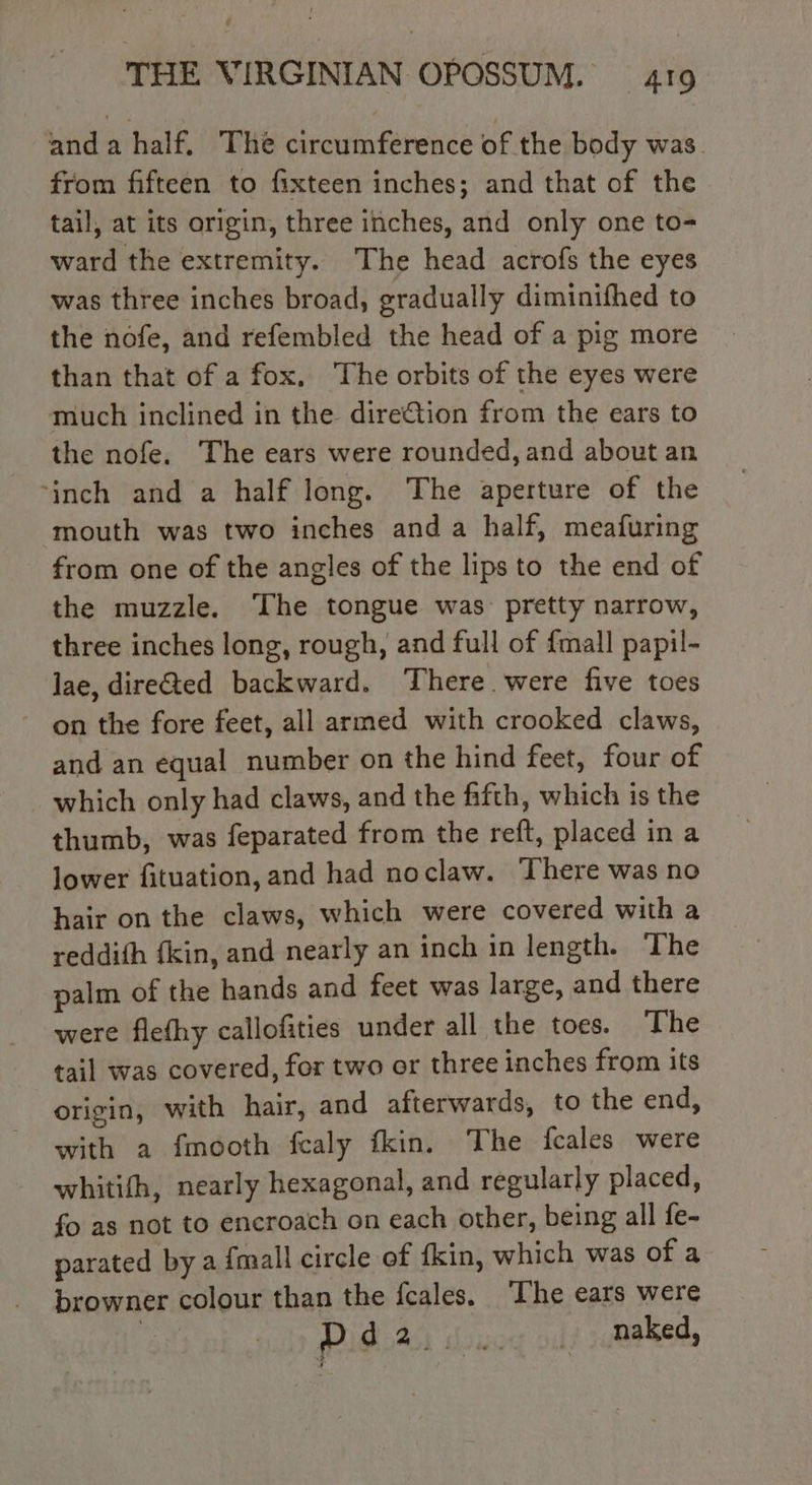 and a half, The circumference of the body was. from fifteen to fixteen inches; and that of the tail, at its origin, three inches, and only one to- ward the extremity. The head acrofs the eyes was three inches broad, gradually diminifhed to the nofe, and refembled the head of a pig more than that of a fox, The orbits of the eyes were much inclined in the direétion from the ears to the nofe. The ears were rounded, and about an ‘inch and a half long. The aperture of the mouth was two inches anda half, meafuring from one of the angles of the lips to the end of the muzzle. The tongue was pretty narrow, three inches long, rough, and full of {mall papil- lae, dire@ed backward. ‘There. were five toes on the fore feet, all armed with crooked claws, and an equal number on the hind feet, four of which only had claws, and the fifth, which is the thumb, was feparated from the reft, placed in a lower fituation, and had noclaw. There was no haironthe claws, which were covered with a reddifh fkin, and nearly an inch in length. The palm of the hands and feet was large, and there were flefhy callofities under all the toes. The tail was covered, for two or three inches from its origin, with hair, and afterwards, to the end, with a fmooth fcaly fkin. The fcales were whitifh, nearly hexagonal, and regularly placed, fo as not to encroach on each other, being all fe- parated by a fmall circle of fkin, which was of a browner colour than the fcales, ‘The ears were Did 2) cu oly naked,