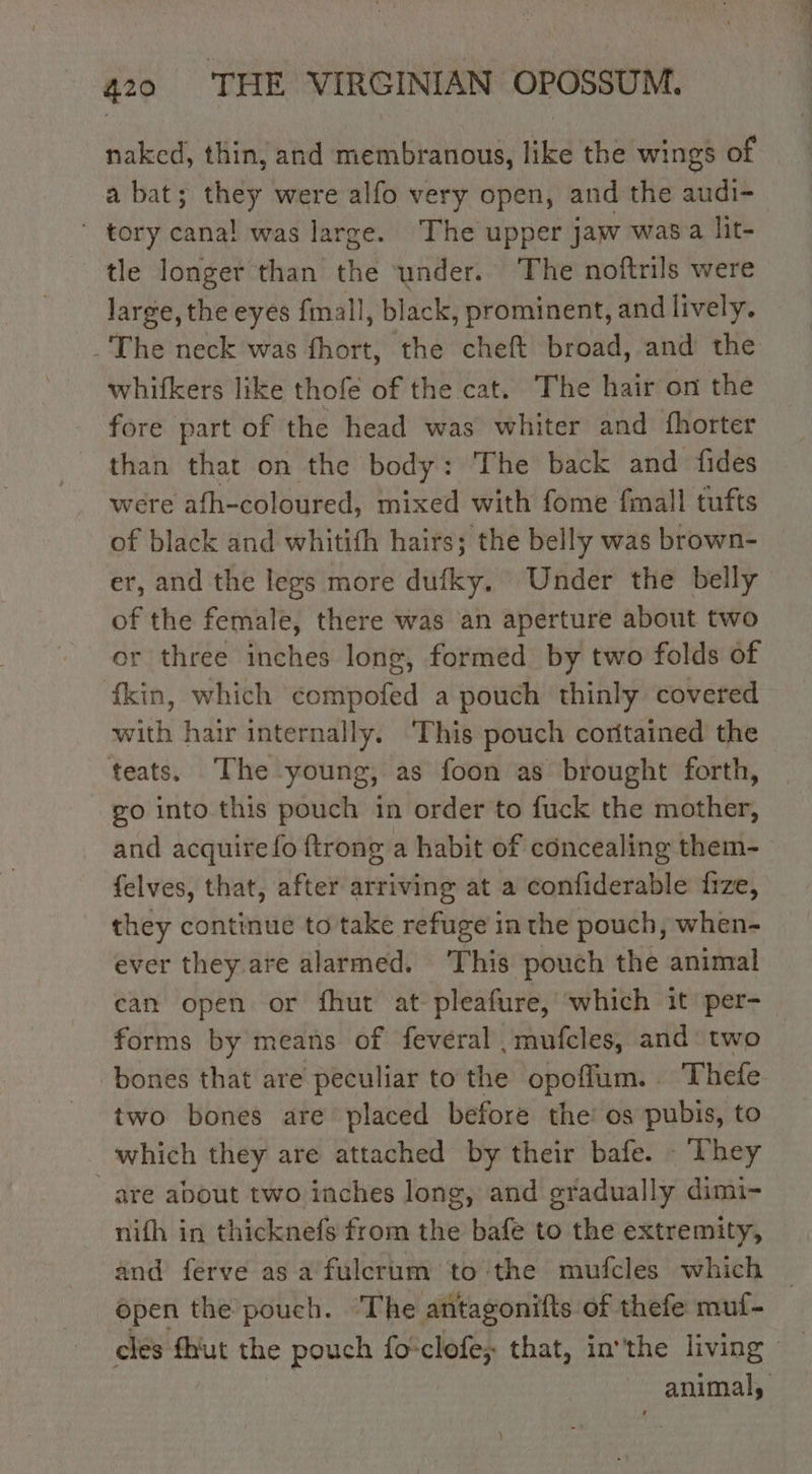 naked, thin, and membranous, like the wings of a bat; they were alfo very open, and the audi- * tory cana! was large. ‘The upper jaw was a lit- tle longer than the under. The noftrils were large, the eyes fmall, black, prominent, and lively. whifkers like thofe of the cat. The hair on the fore part of the head was whiter and fhorter than that on the body: The back and fides were afh-coloured, mixed with fome fmall tufts of black and whitith hairs; the belly was brown- er, and the legs more dufky. Under the belly of the female, there was an aperture about two or three inches long, formed by two folds of fkin, which compofed a pouch thinly covered with hair internally. ‘This pouch coritained the teats, The young, as foon as brought forth, go into this pouch in order to fuck the mother, felves, that, after arriving at a confiderable fize, they continue to take refuge in the pouch, when- ever they. are alarmed. This pouch the animal can open or fhut at pleafure, ‘which it per- forms by means of feveral mufcles, and: two two bones are placed before the: os pubis, to ‘which they are attached by their bafe. - They are about two inches long, and gradually dimi- open the pouch. The antagonifts of thefe muf- 1 a