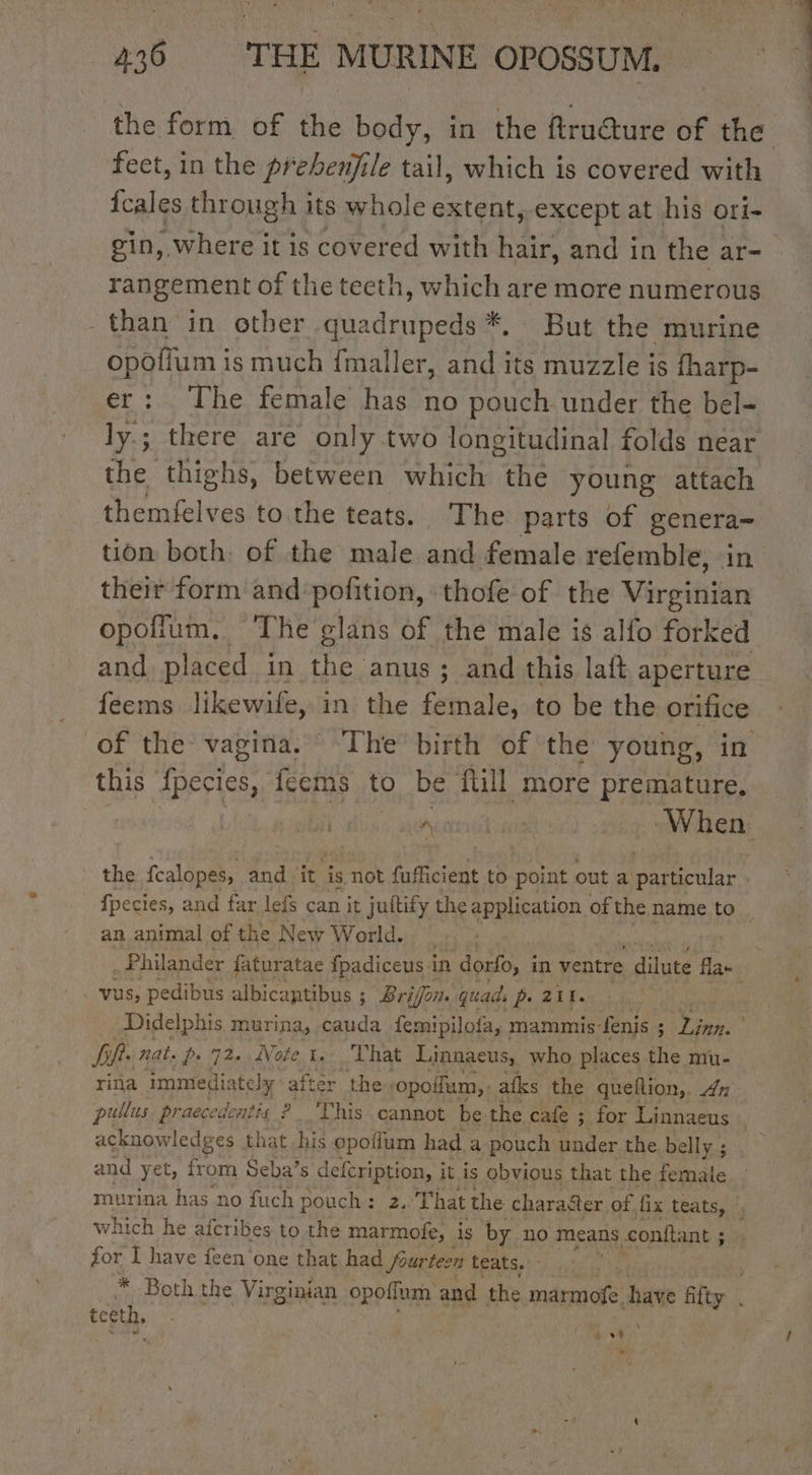 the form of the body, in the ftru@ure of the feet, in the prebenjile tail, which is covered with icales through its whole extent, except at his ori- gin, where it is covered with hair, and in the ar- rangement of the teeth, which are more numerous - than in other .qua dr pee But the murine opoflum is much fmaller, and its muzzle is fharp- er: The female has no pouch under the bel- ly.; there are only two longitudinal folds near the thighs, between which ane young attach themfelves to the teats. The parts of hi tion both: of the male and female refemble, their form and:pofition, thofe of the Wirgtitian opofium. The glans of the male is alfo forked and placed in the anus ; and this laft aperture feems likewife, in the female, to be the orifice of the vagina. The birth of the young, in this fpecies, feems to be flill more premature, ae À L sf 4 When the fcalopes, and ‘it is not fufficient to point out a particular » fpecies, and far lefs can it juitify the application of the name to. an animal of the New World. | . Philander faturatae fpadiceus 1 in dorfo, in ventre dilute flax vus, pedibus albicaptibus ; : Brifon. quad, p. 211. Didelphis murina, cauda femipilofa, mammis- fenis ; Linn. BR: nat. p. 72. Note 1. That Linnaeus, who places the mu- rina immedi ately’ after. the opoffum, afks the queltion,. 4x pullus praecedentis ? Chis cannot be the cafe ; for Linnaeus | acknowledges that hig opollum had a pouch under the belly ; and yet, fr om Seba’s defcription, it is obvious that the female | murina has no fuch pouch: 2, That the character of fix teats, | which he afcribes to the marmofe, is by. no means conftant ; ; for I have feen one that had fourteen teats. * Both the Virginian opoffum and the dE have fifty . teeth, . 3 | AS “te