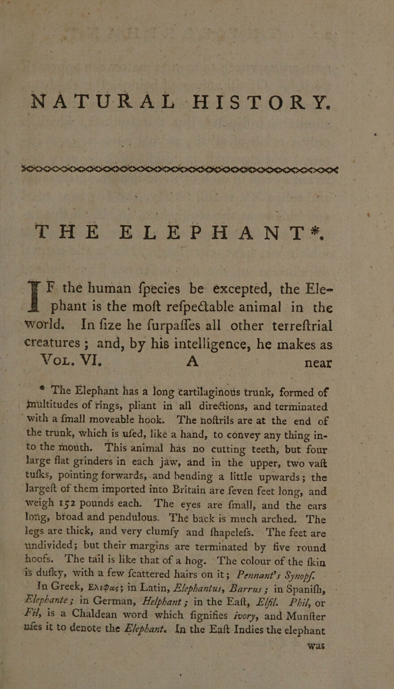 NATURAL HISTOR Y. THE ELEPHANT* FF the human fpecies be excepted, the Ele- # phant is the moft refpectable animal in the ‘world. In fize he furpaffes all other terreftrial creatures ; and, by his intelligence, he makes as Voz. VI. A near ' # The Elephant has a long cartilaginous trunk, formed of | multitudes of rings, pliant in all directions, and terminated “with a fmall moveable hook. The noftrils are at the end of the trunk, which is ufed, like a hand, to convey any thing in- to the mouth. This animal has no cutting teeth, but four large flat grinders in each jaw, and in the upper, two vaft tufks, pointing forwards, and bending a little upwards; the largeft of them imported into Britain are feven feet long, and weigh 152 pounds each. The eyes are fmall, and the ears lofg, broad and pendulous. Thé back is much arched. The legs are thick, and very clumfy and fhapelefs. The feet are undivided; but their margins are terminated by five round hoofs. The tail is like that of a hog. The colour of the fkin is dufky, with a few {cattered hairs on it; Pennant’s Synopf. In Greek, Enc@xss in Latin, Elephantus, Barrus ; in Spanith, Elephante ; in German, Helphant ; in the Eatt, Ell. Phil, or Fil, is a Chaldean word which fignifies ivory, and Muniter ules it to denote the E/ephant. In the Eaft Indies the elephant was