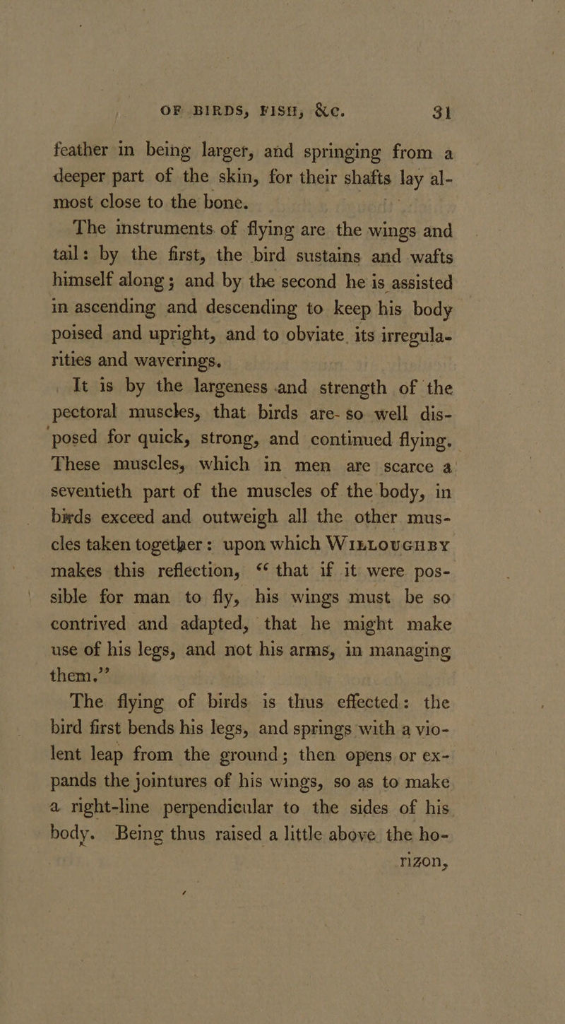 feather in being larger, and springing from a deeper part of the skin, for their shaits lay al- most close to the bone. The instruments of flying are the wings and tail: by the first, the bird sustains and wafts himself along; and by the second he is assisted in ascending and descending to keep his body poised and upright, and to obviate. its irregula- rities and waverings. It is by the largeness .and strength of the pectoral muscles, that birds are- so well dis- posed for quick, strong, and continued flying. These muscles, which in men are scarce a seventieth part of the muscles of the body, in bards exceed and outweigh all the other mus- cles taken together: upon which WinLovGHBY makes this reflection, “ that if it were pos- sible for man to fly, his wings must be so contrived and adapted, that he might make use of his legs, and not his arms, in managing them.”’ The flying of birds is thus effected: the bird first bends his legs, and springs with a vio- lent leap from the ground; then opens or ex- pands the jointures of his wings, so as to make a right-line perpendicular to the sides of his body. Being thus raised a little above the ho- ) rizon,