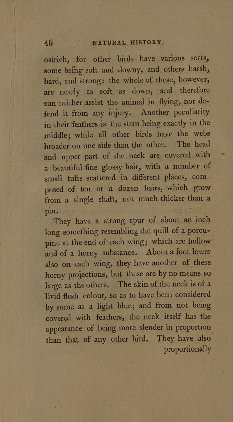 ostrich, . for other birds have various sorts, some being soft and downy, and others harsh, . hard, and strong: the whole of these, however, are nearly as soft as down, and therefore - ean neither assist the animal in flying, nor de- fend it from any injury. Another peculiarity in their feathers is the stem being exactly in the middle; while all other birds have the webs broader on one side than the other. The head and upper part of the neck are covered with a beautiful fine glossy hair, with a number of small tufts scattered in different places, com - posed of ten or a dozen hairs, which grow from a single shaft, not much thicker than a pin. eyes They have a strong spur of about an inch long something resembling the quill of a porcu- pine at the end of each wing; which are hollow and of a horny substance. Abouta foot lower also on each wing, they have another of these horny projections, but these are by no means so Jarge as the others. The skin of the neck is of a Jivid flesh colour, so as to have been considered by some as a light blue; and from not being covered with feathers, the neck itself has the appearance of being more slender in proportion than that of any other bird. They have also. proportionally