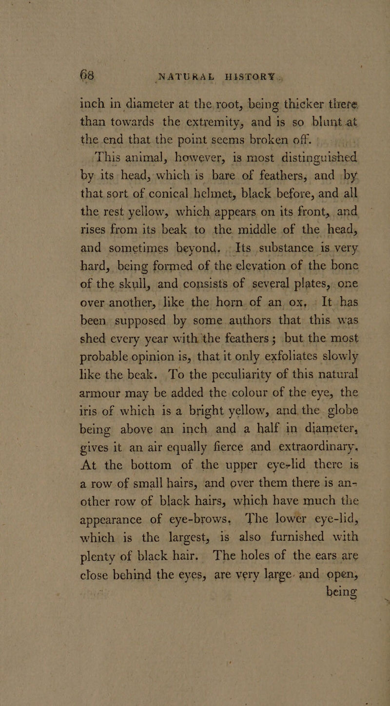 inch in diameter at the root, being thicker there than towards the extremity, and is so blunt.at the end that the point seems broken off. | This animal, however, is most distinguished by its head, which is bare of feathers, and by that sort of conical helmet, black before, and all the rest yellow, which appears on its front, and rises from its beak to the middle of the head, and sometimes beyond. Its substance is very hard, being formed of the eleyation of the bone of the skull, and consists of several plates, one over another, like the horn of an ox, « It has been. supposed by some authors that this was shed every year with the feathers; but the most probable opinion is, that it only exfoliates slowly like the beak. To the peculiarity of this natural armour may be added the colour of the eye, the iris of which is a bright yellow, and, the. globe being above an inch and a half in diameter, gives it an air equally fierce and extraordinary. At the bottom of the upper eyerlid there is a row of small hairs, and over them there is an- other row of black hairs, which have much the appearance of eye-brows, The lower eye-lid, which is the largest, is also furnished with plenty of black hair. The holes of the ears are close behind the eyes, are very large and open, 4 being