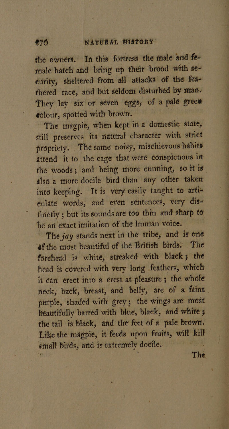 the owners. In this fortress the male and fe- male hatch ahd bring up theit brood with se- curity, sheltered ftom all attacks of the fea- thered racé, and but séldom disturbed by man. They lay six or séven eggs, of a pale grecit éolour, spotted with brown. The magpie, when kept in a domestic state, still preserves its niatttral character with strict propriety. The same noisy, mischievous habits attend it to the cage that were conspicuous in the woods; and being more ctrifiing, so it is also a more docile bird than any other taken inte keeping. Jt is very easily taught to arti+ eulaté words, and evert séntences, very dis- tinctly 5 but its sounds are too thin and sharp t6 be ari éXact imitation of the human voice. The jay stands next in the tribe, and is one af the tiost beautiful of the British birds. The forehead ig white, streaked with black; the head is covered with very long feathers, which it can eérect into a érest at pléasute ; the whole neck, back, breast, and belly, are of a faint _ pttple, shaded with grey; the wings are most Beatrtifully barred with blue, black, and white ; the tail is black, and the feet of a pale brown. Like the magpie, it feeds upon fruits, will kill sinall birds, arid. fs extremely docile. : The \