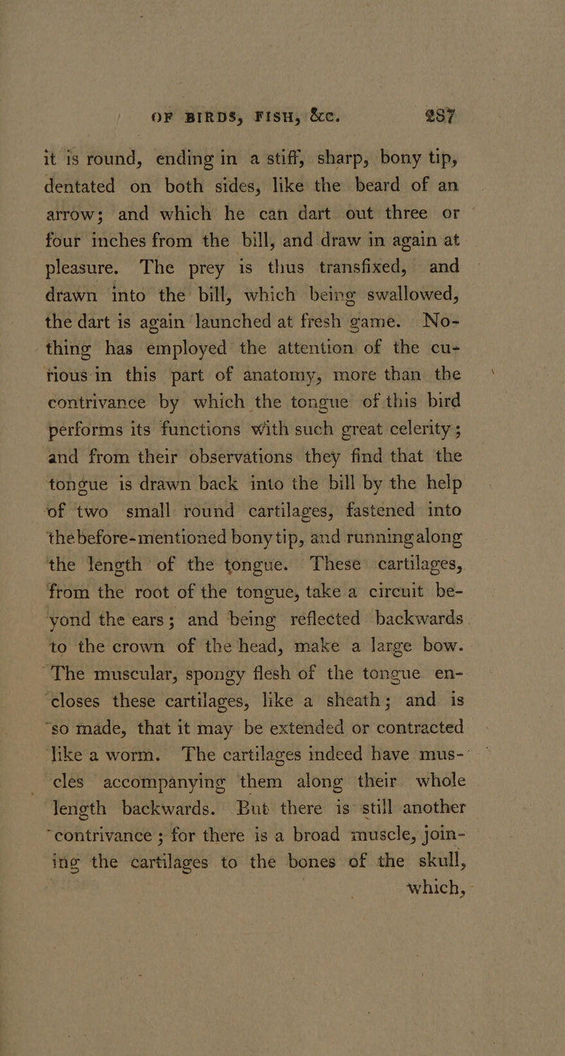 it is round, ending in a stiff, sharp, bony tip, dentated on both sides, like the beard of an arrow; and which he can dart out three or four inches from the bill, and draw in again at pleasure. The prey is thus transfixed, and drawn into the bill, which being swallowed, the dart is again launched at fresh game. No- thing has employed the attention of the cu- fious-‘in this part of anatomy, more than the contrivance by which the tongue of this bird performs its functions with such great celerity ; and from their observations they find that the tongue is drawn back into the bill by the help ‘of two small round cartilages, fastened into the before-mentioned bony tip, and runningalong the length of the tongue. These cartilages, from the root of the tongue, take a circuit be- yond the ears; and being reflected backwards to the crown of the head, make a large bow. ~The muscular, spongy flesh of the tongue en- ‘closes these cartilages, like a sheath; and is “so made, that it may be extended or contracted ‘ike a worm. The cartilages indeed have mus-- cles accompanying them along their whole length backwards. But there is still another “contrivance ; for there is a broad muscle, join- ing the cartilages to the bones of the skull, : which, -