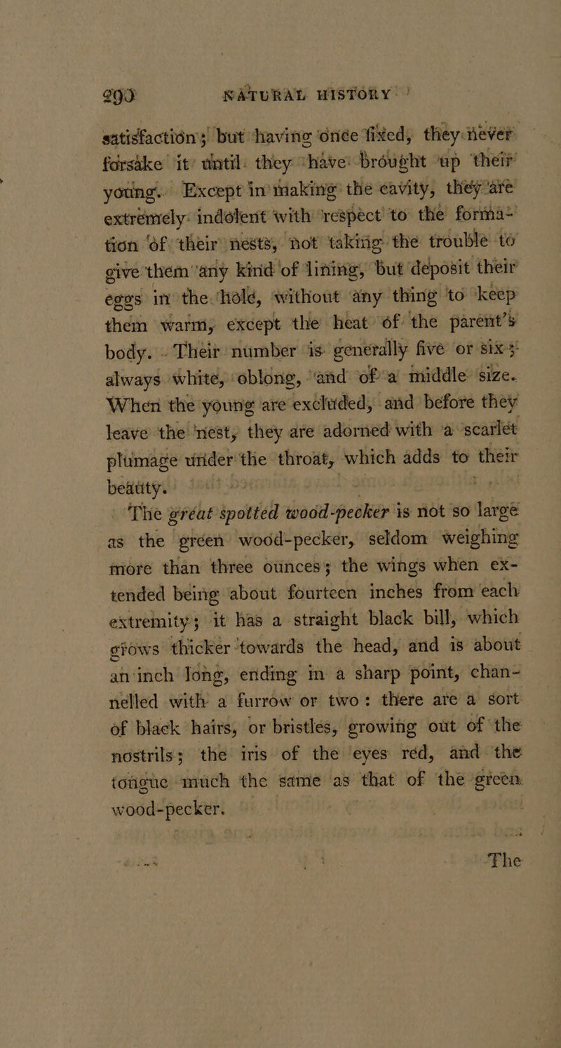 satisfaction’) but ‘having ‘onée fixed, they never forsike it’ until: they “have: broveht ‘up ‘their young. Except in’ making: the cavity, they are extremely: indolent with ‘respect’ to the forma+ tion ‘of their nests, not takizio- the trouble to give them any kirid of lining, but deposit their egos in the hold, without any thing to ‘keep them warm, except the heat of: the parent 5 body. - Their number is generally five or six always white, oblong, ‘and ofa middle: size. When the young are excluded, and before they leave the ‘nest, they are adorned with ‘a scarlét plumage viider the throat, which adds to their beatity. Meet, The great spotted wood- poker’ is not so large as the gréen wood-pecker, seldom weighing more than three ounces; the wings when ex- tended beinig about fourteen inches from each extremity’; it has a straight black bill, which gTOWS thicker ‘towards the head, and is about an inch Jong, ending im a sharp point, chan- nelled with a furrow or two: there are a sort of black hairs, or bristles, growing out of the nostrils; the iris of the eyes red, and the fougue much the sdme as that of the ‘ereen, wood-pecker. bis eb The