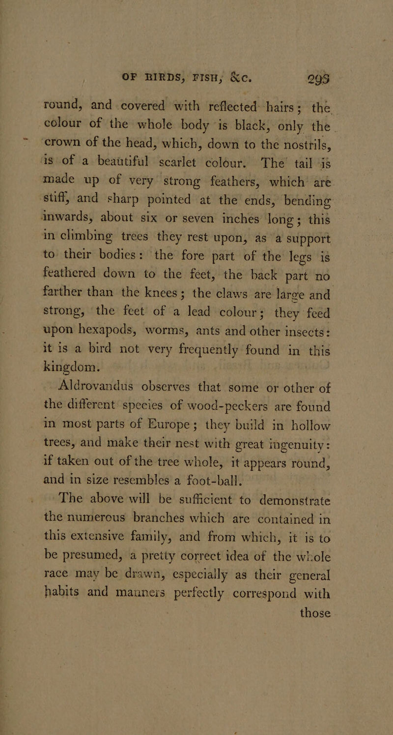 round, and covered with reflected: ‘hairs; the colour of the whole body is black, only the. crown of the head, which, down to the nostrils, is of a beautiful scarlet colour. The’ tail 4S made up of very strong feathers, which’ are stiff, and sharp pointed at the ends, bending anwards, about six or seven inches long; this in climbing trees they rest upon, as a support to their bodies: the fore part of the legs is feathered down to the feet, the back part no farther than the knees; the claws are large and strong, the feet of a lead colour; they feed upon hexapods, worms, ants and other insects: it is a bird not very pati found in this kingdom. Aldrovandus observes that some or other of the different species of wood-peckers are found in most parts of Europe; they build in hollow trees, and make their nest with great ingenuity : if taken out of the tree whole, it appears round, and in size resembles a foot-ball. | The above will be sufficient to demonstrate the numerous branches which are contained in this extensive family, and from which, it is to be presumed, a pretty correct idea of the whole race may be drawn, especially as their general habits and manners perfectly correspond with those