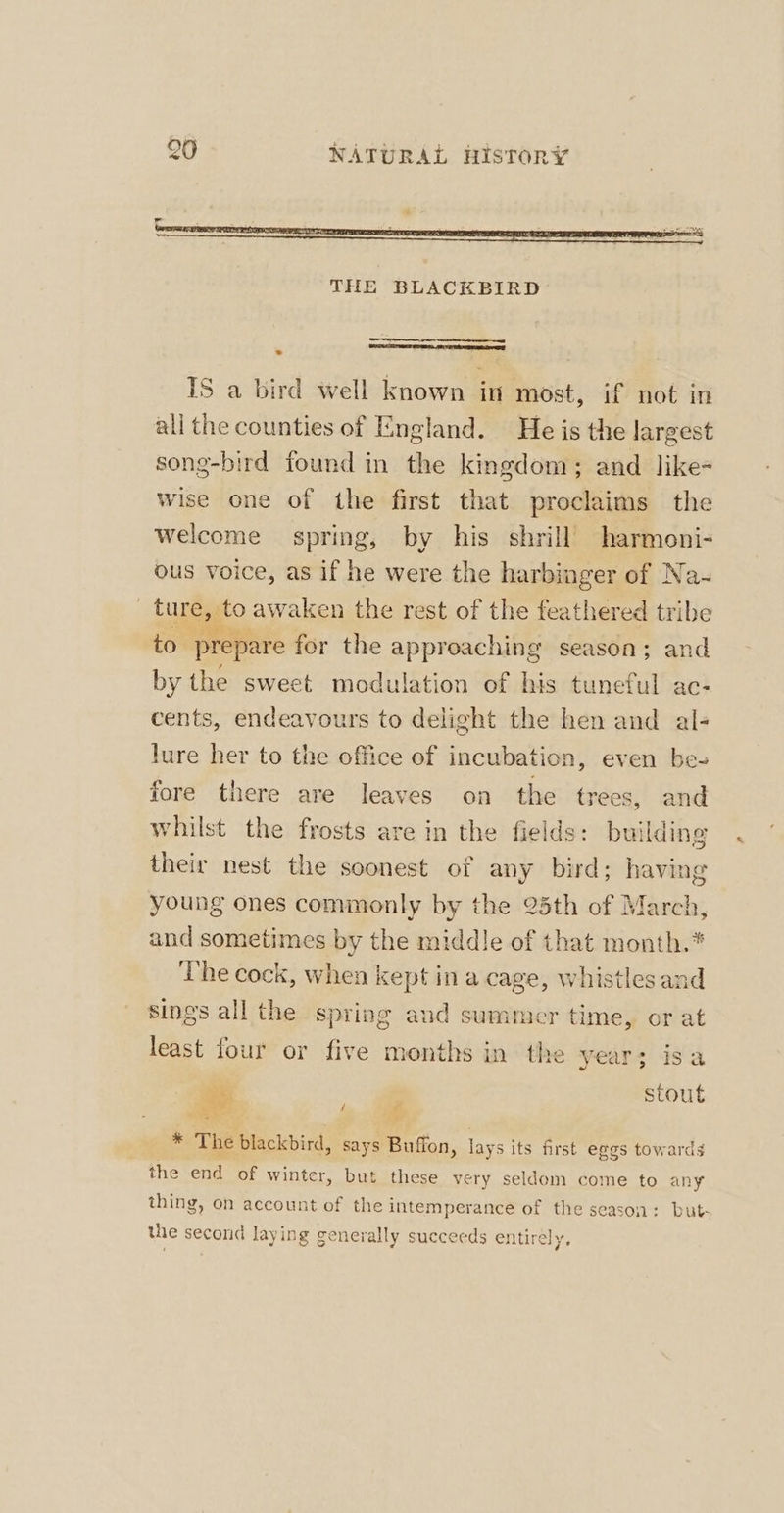 IS a bird well known in most, if not in ali the counties of England. He is the largest song-bird found in the kingdom; and like- wise one of the first that proclaims the welcome spring, by his shrill harmoni- ous voice, as if he were the harbinger of Na-~ _ ture, to awaken the rest of the feathered tribe to prepare for the approaching season; and by the sweet modulation of his tuneful ac- cents, endeavours to delight the hen and al- lure her to the office of incubation, even be- fore there are leaves on the trecs, and whilst the frosts are in the fields: building their nest the soonest of any bird; having young ones commonly by the 25th of March, and sometimes by the middle of that month.* The cock, when kept ina cage, whistles and sings all the spring and summer time, or at least four or five months in the year; isa | er . stout * The blackbird, says Buffon, lays its first eggs towards the end of winter, but these very seldom come to any thing, on account of the intemperance of the season: but- the second laying generally succeeds entirely,