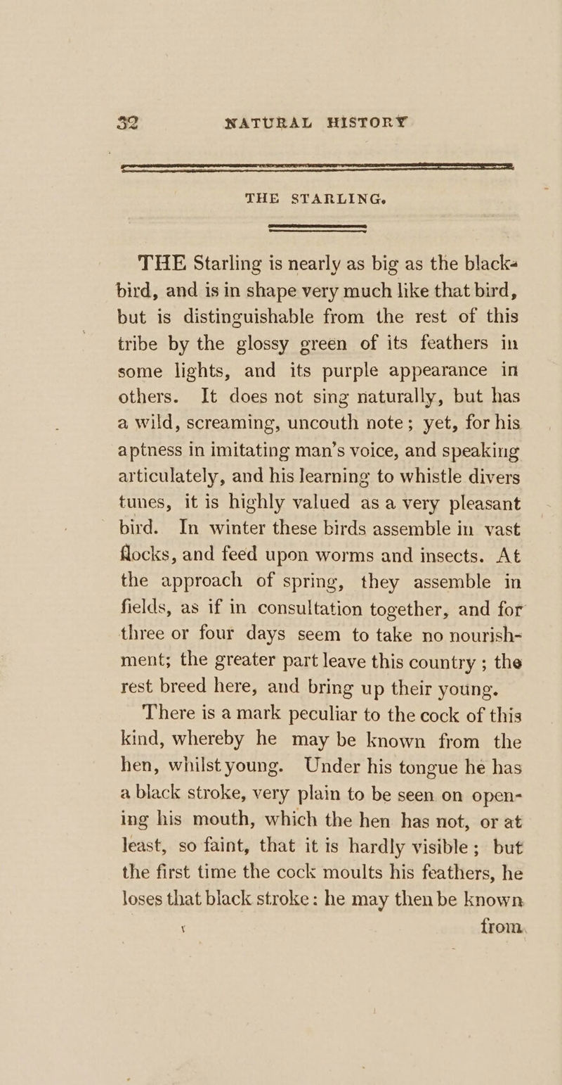 | tancearenninnancnetenstesraecnaeseioemensesrts ttn THE STARLING. THE Starling is nearly as big as the black bird, and is in shape very much like that bird, but is distinguishable from the rest of this tribe by the glossy green of its feathers in some lights, and its purple appearance in others. It does not sing naturally, but has a wild, screaming, uncouth note; yet, for his aptness in imitating man’s voice, and speaking articulately, and his learning to whistle divers tunes, it is highly valued as a very pleasant bird. In winter these birds assemble in vast flocks, and feed upon worms and insects. At the approach of spring, they assemble in fields, as if in consultation together, and for three or four days seem to take no nourish- ment; the greater part leave this country ; the rest breed here, and bring up their young. There is a mark peculiar to the cock of this kind, whereby he may be known from the hen, whilst young. Under his tongue he has a black stroke, very plain to be seen on open- ing his mouth, which the hen has not, or at least, so faint, that it is hardly visible; but the first time the cock moults his feathers, he loses that black stroke: he may then be known ; from.