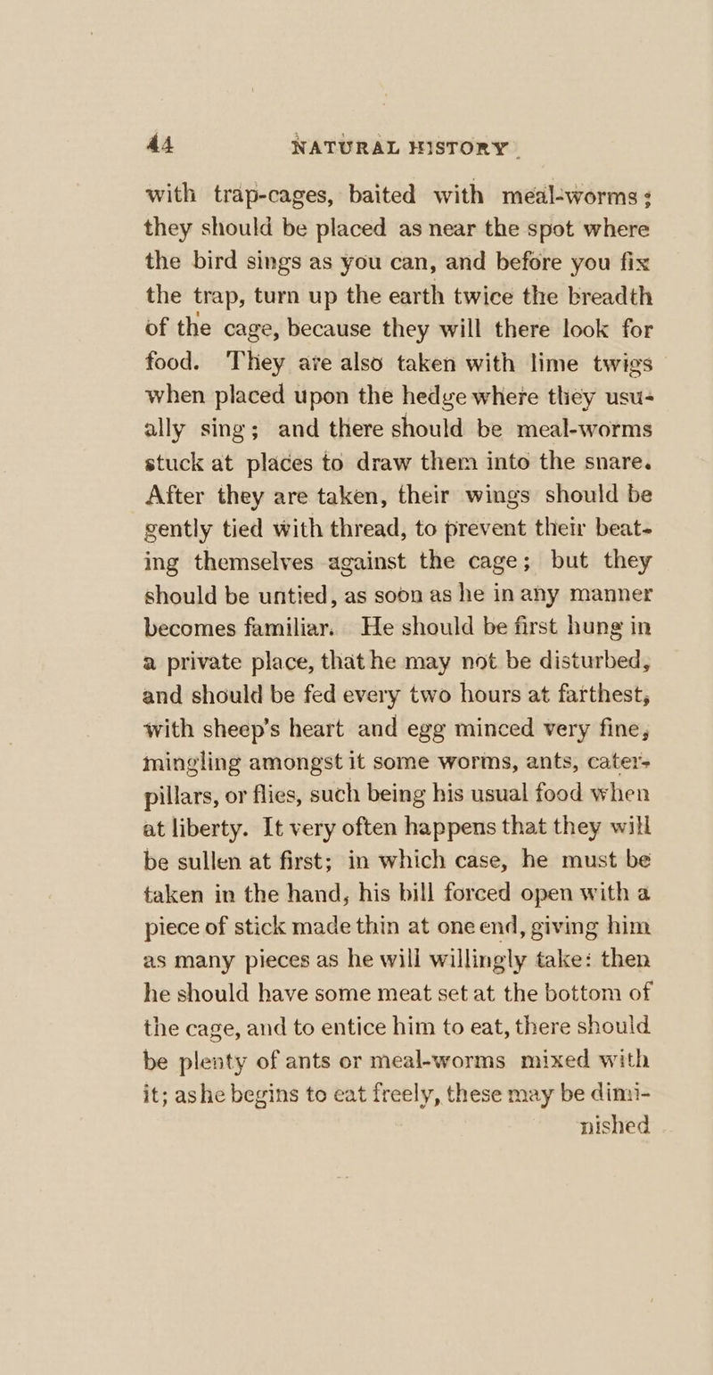 with trap-cages, baited with meal-worms: they should be placed as near the spot where the bird sings as you can, and before you fix the trap, turn up the earth twice the breadth of the cage, because they will there look for food. They ave also taken with lime twigs when placed upon the hedve where they usu- ally sing; and there should be meal-worms stuck at places to draw ther into the snare. After they are taken, their wings should be gently tied with thread, to prevent their beat- ing themselves against the cage; but they should be untied, as soon as he in ahy manner becomes familiar. He should be first hung in a private place, that he may not be disturbed, and should be fed every two hours at farthest, with sheep’s heart and egg minced very fine, mingling amongst it some worms, ants, cater- pillars, or flies, such being his usual food when at liberty. It very often happens that they will be sullen at first; in which case, he must be taken in the hand, his bill forced open with a piece of stick made thin at one end, giving him as many pieces as he will willingly take: then he should have some meat set at the bottom of the cage, and to entice him to eat, there should be plenty of ants or meal-worms mixed with it; ashe begins to eat freely, these may be dimi- nished