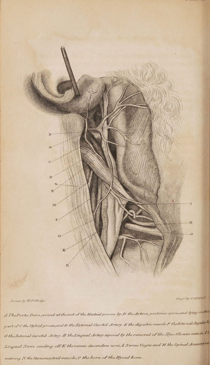 Drawn by Ve? LLoage Engr? by E. Atte a A ThePorto Diuri,crossed at thervot of the Mastoed process 67,3 the Artata postertor azris,and (FO ' ) pat lhl € the Styloid process,ana D the External Carotd Artes E the digastric ynuscle f° thelrter nah Tage Cthelrternal Carotid Ariwy. Al thelLingual Arley aposed by the removad of the [ivo-@lossas ase Lingaal Nerve sending off. K the ramus descendens noné L Nervas Vagas and M the Sporat Accesse ereteruing IV the Sternomastoud maiscle,O tee horn of the llpotd Gore.