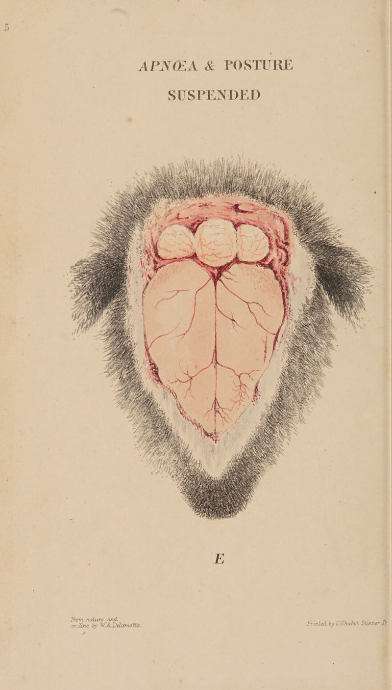 A &amp; POSTURE —~ A APN D > | A SUSPENDE From nature and habot Skinner Se FAG v7 C/ Printed. by om iFine hy W.ADelamote . 4