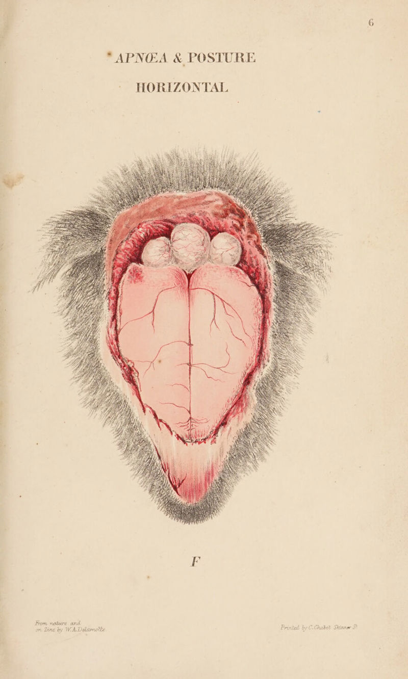 | | “APNEA &amp; POSTURE From nature and. eee a om Linc by W.A.Dedamotte Printed by C.Chabot Skinner )