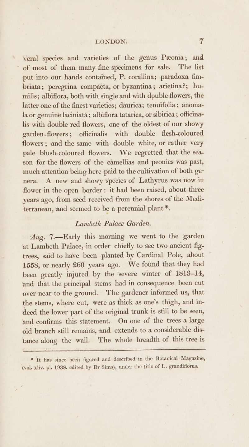 veral species and varieties of the genus Peonia; and - of most of them many fine specimens for sale. The list put into our hands contained, P. corallina; paradoxa fim- briata; peregrina compacta, or byzantina; arietina?; hu- milis; albiflora, both with single and with double flowers, the latter one of the finest varieties; daurica; tenuifolia ; anoma- la or genuine laciniata; albiflora tatarica, or sibirica ; officina- lis with double red flowers, one of the oldest of our showy garden-flowers ; officinalis with double flesh-coloured flowers; and the same with double white, or rather very pale blush-coloured flowers. We regretted that the sea- son for the flowers of the camellias and peonies was past, much attention being here paid to the cultivation of both ge- nera. A new and showy species of Lathyrus was now in flower in the open border: it had been raised, about three years ago, from seed received from the shores of the Medi- terranean, and seemed to be a perennial plant *. Lambeth Palace Garden. Aug. {—Early this morning we went to the garden at Lambeth Palace, in order chiefly to see two ancient fig- trees, said to have been planted by Cardinal Pole, about 1558, or nearly 260 years ago. We found that they had been greatly injured by the severe winter of 1813-14, and that the principal stems had in consequence been cut over near to the ground. The gardener informed us, that the stems, where cut, were as thick as one’s thigh, and in- deed the lower part of the original trunk is still to be seen, and confirms this statement. On one of the trees a large old branch still remains, and extends to a considerable dis- tance along the wall. The whole breadth of this tree is bpserrereynbrane. els wage stew ripe thet oe arate eal er * it has since been figured and described in the Botanical Magazine, (vol. xliv. pl. 1938. edited by Dr Sims), under the title of L. grandiflorus.