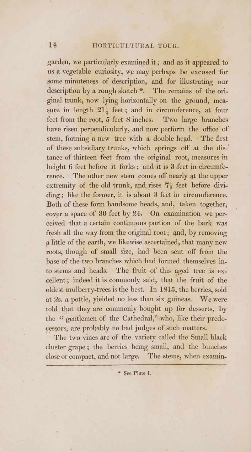 garden, we particularly examined it ; ia as it appeared. to us a vegetable curiosity, we may perhaps be excused for some minuteness of description, and for illustrating our description by a rough sketch *. ‘The remains of the ori- ginal trunk, now lymg horizontally on the ground, mea- sure in length 213 feet; and in circumference, at four feet from the root, 5 feet 8 inches. ‘'T'wo large branches have risen perpendicularly, and now perform the office of stem, forming a new tree with a double head. - The first of these subsidiary trunks, which springs off at the dis- tance of thirteen feet from the original root, measures in height 6 feet before it forks; and it is 3 feet in circumfe- rence. ‘The other new stem comes off nearly at the upper extremity of the old trunk, and rises 72 feet before divi- ding; like the former, it is about 3 feet in circumference. Both of these form handsome heads, and, taken together, cover a space of 30 feet by 24. On examination we per- ceived that a certain continuous portion of the bark was fresh all the way from the original root; and, by removing a little of the earth, we likewise ascertained, that many new roots, though of small size, had been sent off from the base of the two branches which had formed themselves in- to stems and heads. ‘The fruit of this aged tree is ex- cellent; mdeed it is commonly said, that ae fruit of the oldest mulberry-trees is the best. In 1815, the berries, sold at 2s. a pottle, yielded no less than six guineas. Wewere told that they are commonly bought up for desserts, by the “ gentlemen of the Cathedral,” who, like their prede- cessors, are prokably no bad judges of such matters. The two vines are of the variety called the Small black cluster grape; the berries being small, and the bunches close or compact, and not large. ‘The stems, when examin- * See Plate I.