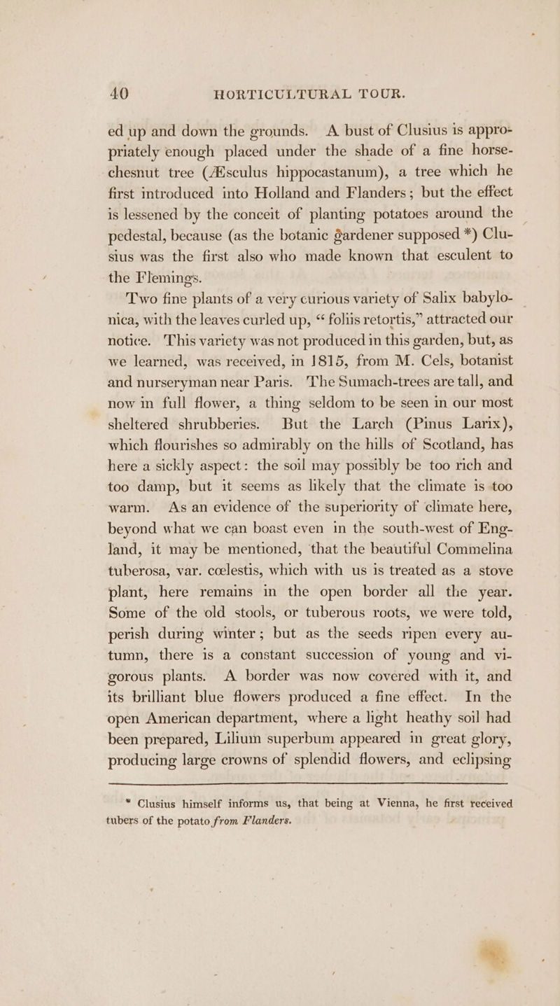 ed up and down the grounds. A bust of Clusius is appro- priately enough placed under the shade of a fine horse- chesnut tree (Asculus hippocastanum), a tree which he first introduced into Holland and Flanders; but the effect is lessened by the conceit of planting potatoes around the — pedestal, because (as the botanic gardener supposed *) Clu- sius was the first also who made known that esculent to the Flemings. Two fine plants of a very curious variety of Salix babylo- nica, with the leaves curled up, “ foliis retortis,” attracted our notice. This variety was not produced im this garden, but, as we learned, was received, in 1815, from M. Cels, botanist and nurseryman near Paris. The Sumach-trees are tall, and now in full flower, a thing seldom to be seen in our most sheltered shrubberies. But the Larch (Pinus Larix), which flourishes so admirably on the hills of Scotland, has here a sickly aspect: the soil may possibly be too rch and too damp, but it seems as likely that the climate is too warm. Asan evidence of the superiority of climate here, beyond what we can boast even in the south-west of Eng- land, it may be mentioned, ‘that the beautiful Commelina tuberosa, var. coelestis, which with us is treated as a stove plant, here remains in the open border all the year. Some of the old stools, or tuberous roots, we were told, perish during winter; but as the seeds mpen every au- tumn, there is a constant succession of young and vi- gorous plants. A border was now covered with it, and its brilliant blue flowers produced a fine effect. In the open American department, where a light heathy soil had been prepared, Lilium superbum appeared in great glory, producing large crowns of splendid flowers, and eclipsing * Clusius himself informs us, that being at Vienna, he first received tubers of the potato from Flanders.