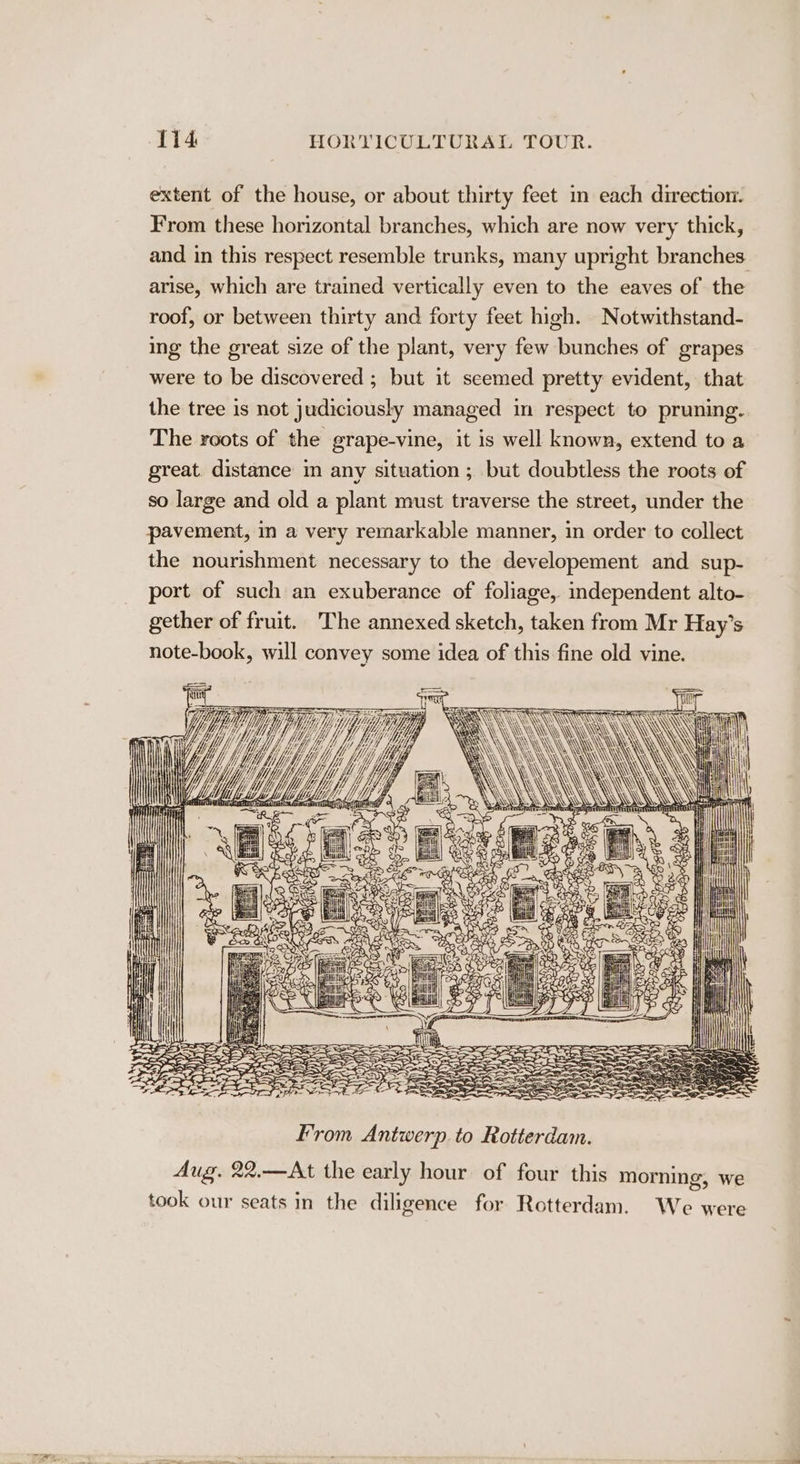 extent of the house, or about thirty feet in each direction. From these horizontal branches, which are now very thick, and in this respect resemble trunks, many upright branches arise, which are trained vertically even to the eaves of the roof, or between thirty and forty feet high. Notwithstand- ing the great size of the plant, very few bunches of grapes were to be discovered ; but it seemed pretty evident, that the tree is not judiciously managed in respect to pruning. The roots of the grape-vine, it is well known, extend toa great distance in any situation ; but doubtless the roots of so large and old a plant must traverse the street, under the pavement, in a very remarkable manner, in order to collect the nourishment necessary to the developement and sup- port of such an exuberance of foliage, independent alto- gether of fruit. The annexed sketch, taken from Mr Hay’s note-book, will convey some idea of this fine old vine. \ \ \\ \\\ \ \ \) \\\ \ \ A AN From Antwerp.to Rotterdam. Aug. 22.—At the early hour of four this morning, we ~ ou