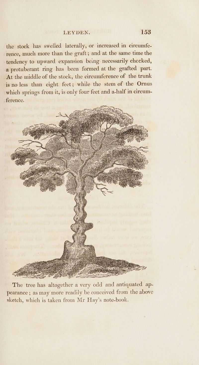 the stock has swelled laterally, or mcreased in circumfe- ‘rence, much more than the graft; and at the same time the tendency to upward expansion being necessarily checked, a protuberant ring has been formed at the grafted part. At the middle of the stock, the circumference of the trunk is no less than eight feet; while the stem of the Ornus which springs from it, is only four feet and a-half in circum- ference. The tree has altogether a very odd and antiquated ap- pearance ; as may more readily be conceived from the above sketch, which is taken from Mr Hay’s note-book.
