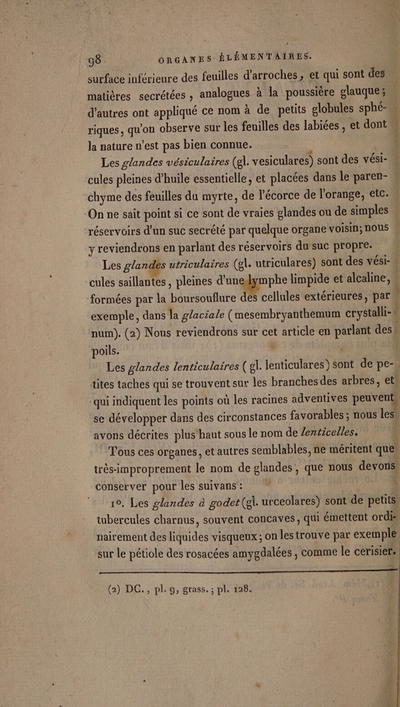surface inférieure des feuilles d’arroches, et qui sont des matières secrétées , analogues à la poussière glauque; d’autres ont appliqué ce nom à de petits globules sphé- … riques, qu'on observe sur les feuilles des labiées , et dont … la nature n’est pas bien connue. Les glandes vésiculaires (el. vesiculares) sont des vési- | cules pleines d'huile essentielle, et placées dans le paren- w chyme des feuilles du myrte, de l'écorce de l'orange, etc. On ne sait point si ce sont de vraies glandes ou de simples réservoirs d'un suc secrété par quelque organe voisin; nous y reviendrons en parlant des réservoirs du suc propre. Les glandes utriculaires (gl. utriculares) sont des vési- : cules saillantes , pleines d'unedymphe limpide et alcaline, \ formées par la boursouflure des cellules extérieures, par ! exemple, dans la glaciale (mesembryanthemum crystalli- ‘ num). (2) Nous reviendrons sur cet article en parlant des. poils. 8 | Les glandes lenticulaires ( g]. lenticulares) sont de pe-. tites taches qui se trouvent sur les branches des arbres, et. qui indiquent les points où les racines adventives peuvent, se développer dans des circonstances favorables ; nous les avons décrites plus'haut sous le nom de Zenricelles. Tous ces organes, et autres semblables, ne méritent que trés-improprement le nom de glandes, que nous devons, conserver pour les suivans: À 10, Les glandes à godet(gi. urceolares) sont de petits, tubercules charnus, souvent concaves, qui émettent ordis nairement des liquides visqueux ; on les trouve par exemple sur le pétiole des rosacées amygdalées , comme le cerisier. ————_—_——— ro (2) DC., pl. 9, grass. ; pl, 128.
