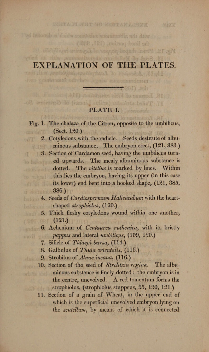 Fig. 1. 4. Be - OO © -+3 il. PLATE I. The chalaza of the Citron, opposite to the umbilicus, (Sect. 120.) minous substance. The embryon erect, (121, 383.) ed upwards. The mealy albuminous substance is dotted. The vitellus is marked by lines. Within this lies the embryon, having its upper (an this case its lower) end bent into a hooked shape, (121, 385, 886.) Seeds of Cardiospermum Halicacabum with the heart- shaped strophiolus, (120.) (121.) | pappus and lateral wmbilicus, (109, 120.) minons substance is finely dotted: the embryon is in the centre, unevolved. A red tomentum forms the strophiolus, (strophiolus stuppeus, 25, 120, 121.) Section of a grain of Wheat, in the upper end of which is the superficial unevolved embryon lying on the scutellum, by means of which it is connected