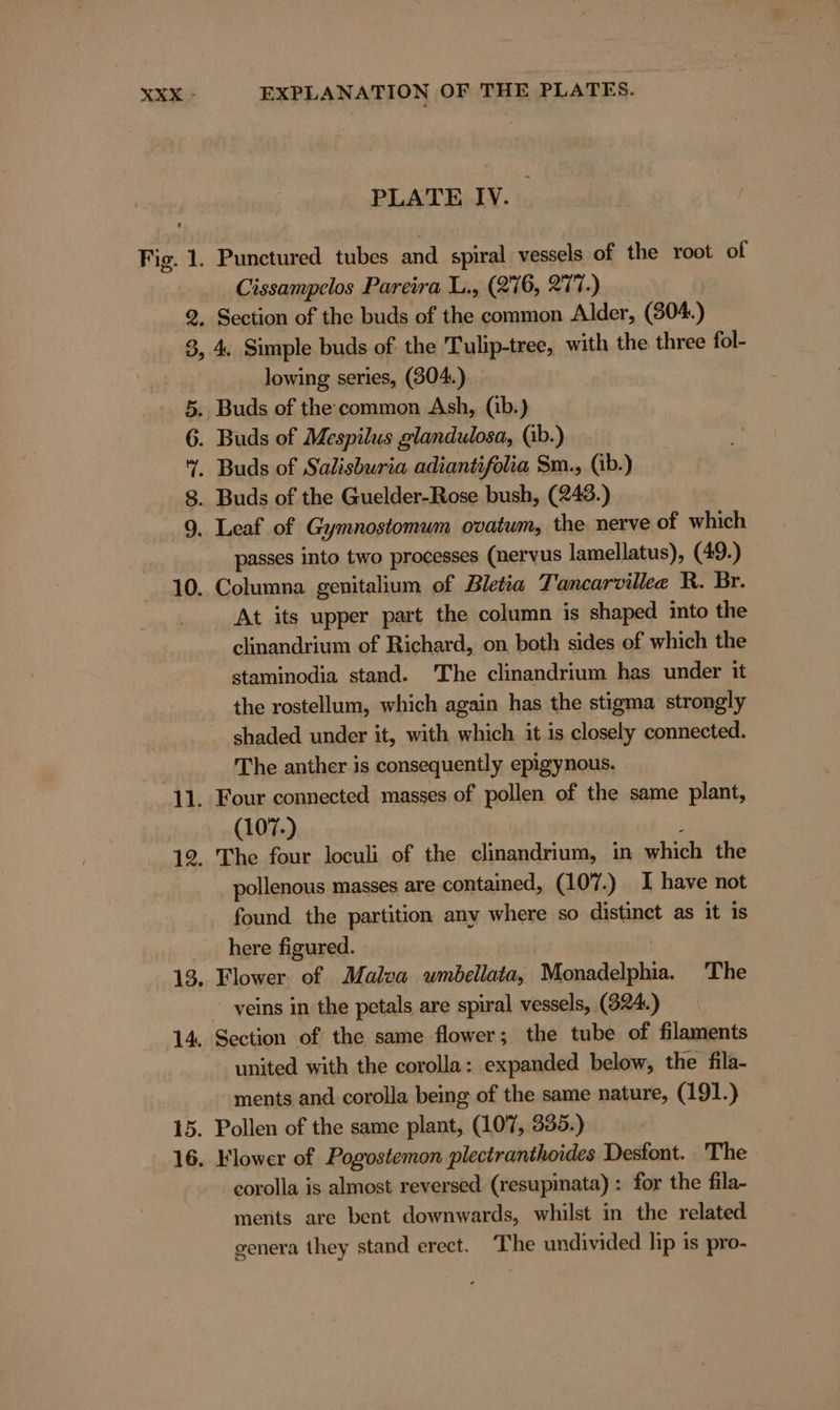PLATE IV. Punctured tubes und spiral vessels of the root of Cissampelos Pareira L., (276, 277.) 4, Simple buds of the Tulip-tree, with the three fol- lowing series, (304.) passes into two processes (nervus lamellatus), (49.) At its upper part the column is shaped into the clinandrium of Richard, on both sides of which the staminodia stand. The clinandrium has under it the rostellum, which again has the stigma strongly shaded under it, with which it is closely connected. The anther is consequently epigynous. Four connected masses of pollen of the same plant, (107-) k The four loculi of the clinandrium, in which the pollenous masses are contained, (107.) I have not found the partition any where so distinct as it is here figured. Flower. of Malva umbellata, Monadelphia. The veins in the petals are spiral vessels, (924.) Section of the same flower; the tube of filaments united with the corolla: expanded below, the fila- ments and corolla being of the same nature, (191.) Pollen of the same plant, (107, 335.) Flower of Pogostemon plectranthoides Desfont. The corolla is almost reversed (resupinata) : for the fila- ments are bent downwards, whilst in the related genera they stand erect. The undivided lip is pro-