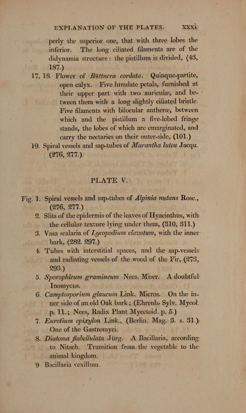 perly the superior one, that with three lobes the inferior. The long ciliated filaments are of the didynamia structure: the pistillum 1s divided, (43, 187.) OU open calyx. Five lunulate petals, furnished at their upper part with two aurieule, and be- - tween them with a long slightly ciliated bristle. Five filaments with bilocular antherse, between which and the pistillum a five-lobed fringe stands, the lobes of which are emarginated, and carry the nectaries on their outer-side, (101.) Spiral vessels and sap-tubes of Marantha lutea Jacqu. (276, 277.) PLATE V. (276, 277.) the cellular texture lying under them, (310, 311.) bark, (282. 297.) and radiating vessels of the wood of the Fir, (273, 293.) Inomycus. ner side of an old Oak bark ; (Ehrenb; Sylv.. Mycof. p- 11.; Nees, Radix Plant Mycetoid. p. 5.) One of the Gastromyci. to Nitsch. Transition from the vegetable to the animal kingdom.