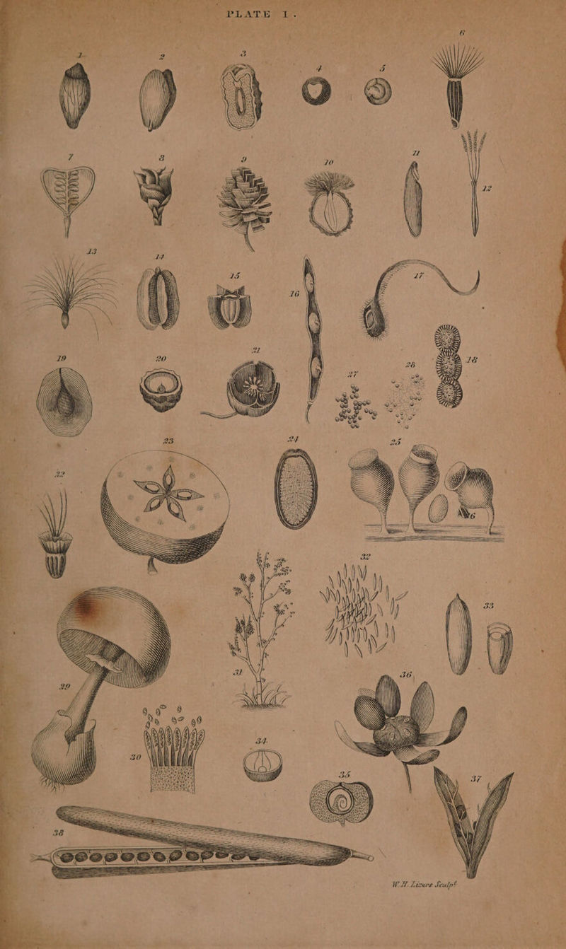 WALES ite Rae ALY, UE TEC lp Seat &gt; SC HE 7 WA. Lizars Sculpt