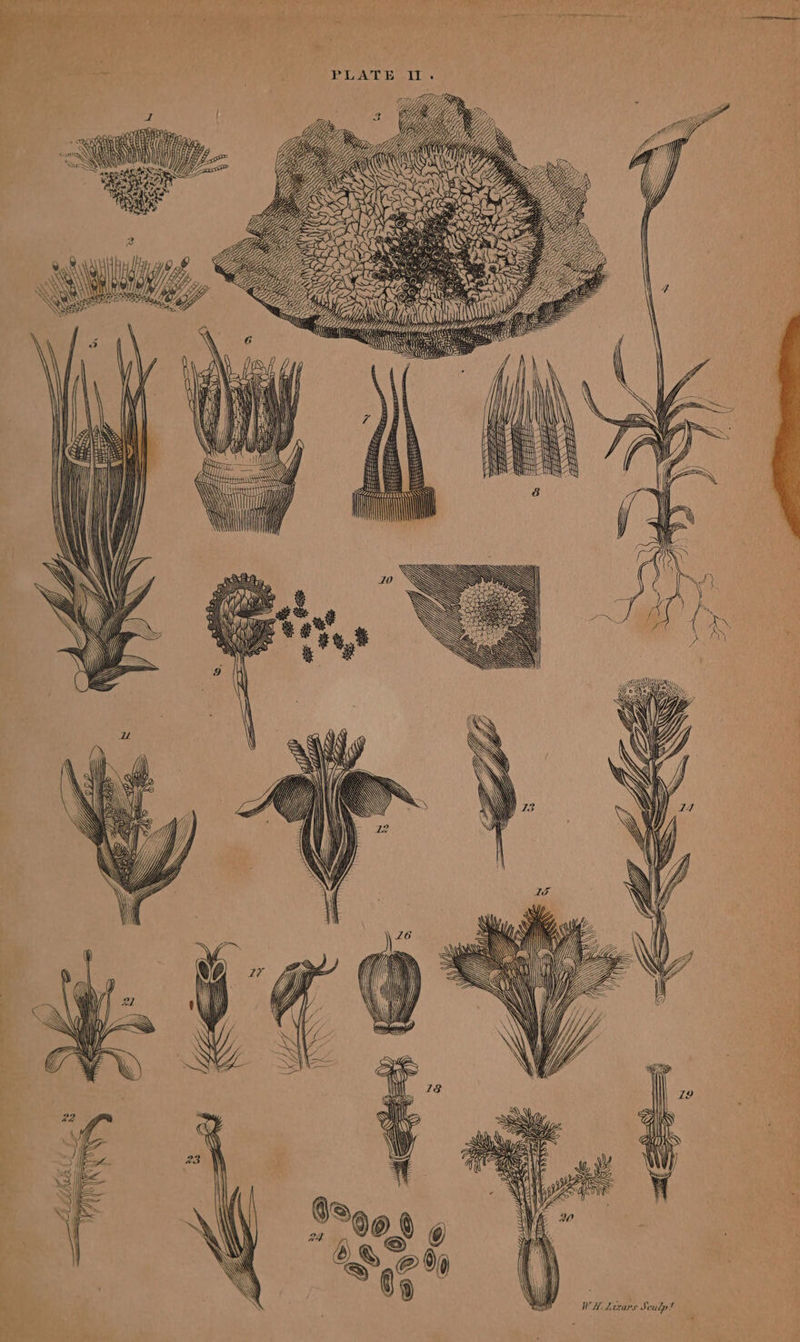 Pr A Cy, Banas 2 i) Dy)