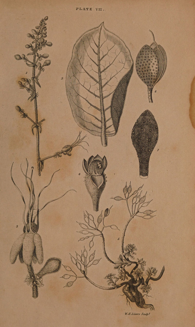 PLATE vn. NY Hii Ny Wis NA I} Wil U WL Liars Sculpt