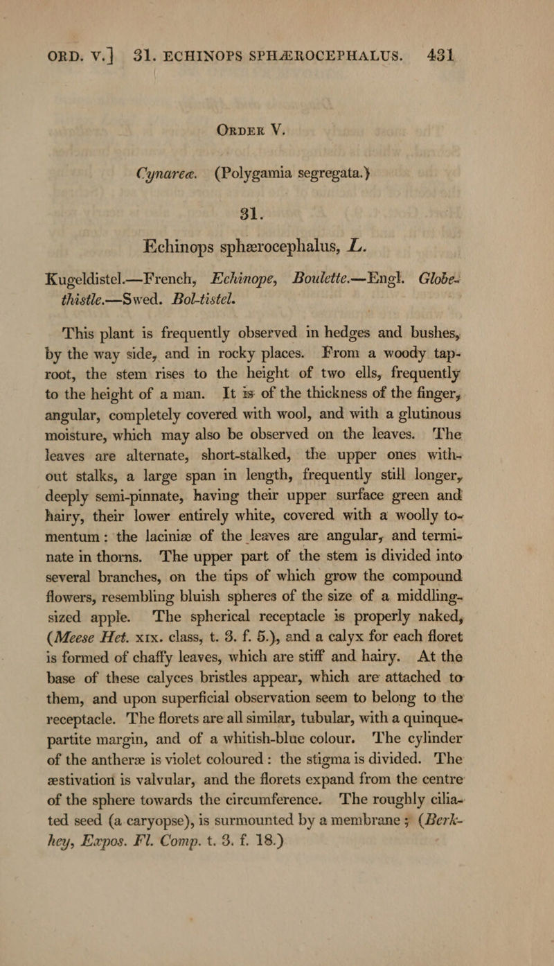 ORDER V. Cynaree. (Polygamia segregata.) 31. Echinops spherocephalus, L. Kugeldistel —French, Echinope, Boulette.—Engl. ig thistle. —Swed. Bol-tistel. This plant is frequently observed in hedges and bushes, by the way side, and in rocky places. From a woody tap- root, the stem rises to the height of two ells, frequently to the height of a man. It is of the thickness of the finger, angular, completely covered with wool, and with a glutinous moisture, which may also be observed on the leaves. The leaves are alternate, short-stalked, the upper ones with- out stalks, a large span in length, frequently still longer, deeply semi-pinnate, having their upper surface green and hairy, their lower entirely white, covered with a woolly to- mentum: the lacinise of the leaves are angular, and termi- nate in thorns. The upper part of the stem is divided into several branches, on the tips of which grow the compound flowers, resembling bluish spheres of the size of a middling- sized apple. ‘The spherical receptacle is properly naked, (Meese Het. xıx. class, t. 3. f. 5.), and a calyx for each floret is formed of chaffy leaves, which are stiff and hairy. At the base of these calyces bristles appear, which are attached to them, and upon superficial observation seem to belong to the receptacle. The florets are all similar, tubular, with a quinque- partite margin, and of a whitish-blue colour. The cylinder of the antherse is violet coloured: the stigma is divided. The zstivation is valvular, and the florets expand from the centre of the sphere towards the circumference. The roughly cilia~ ted seed (a caryopse), is surmounted by a membrane 5 (Berk- hey, Expos. Fl. Comp. t. 3. f. 18.)