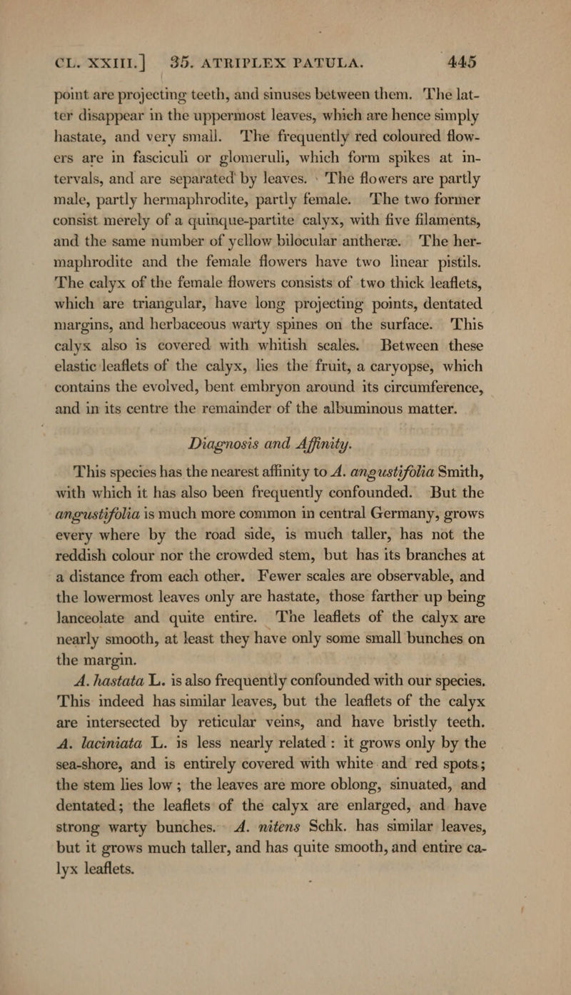 point are projecting teeth, and smuses between them. The lat- ter disappear in the uppermost leaves, which are hence simply hastate, and very small. The frequently red coloured flow- ers are in fasciculi or glomeruli, which form spikes at in- tervals, and are separated’ by leaves. : The flowers are partly male, partly hermaphrodite, partly female. The two former consist merely of a quinque-partite calyx, with five filaments, and the same number of yellow bilocular antheree. The her- maphrodite and the female flowers have two linear pistils. The calyx of the female flowers consists of two thick leaflets, which are triangular, have long projecting points, dentated margins, and herbaceous warty spines on the surface. This calyx also is covered with whitish scales. Between these elastic leaflets of the calyx, lies the fruit, a caryopse, which contains the evolved, bent embryon around its circumference, and in its centre the remainder of the albuminous matter. Diagnosis and Affinity. This species has the nearest aflinity to A. angustifolia Smith, with which it has also been frequently confounded. But the angustifolia is much more common in central Germany, grows every where by the road side, is much taller, has not the reddish colour nor the crowded stem, but has its branches at a distance from each other. Fewer scales are observable, and the lowermost leaves only are hastate, those farther up being lanceolate and quite entire. The leaflets of the calyx are nearly smooth, at least they have only some small bunches on the margin. A. hastata L. is also frequently confounded with our species. This indeed has similar leaves, but the leaflets of the calyx are intersected by reticular veins, and have bristly teeth. A. laciniata L. 1s less nearly related : it grows only by the sea-shore, and is entirely covered with white and red spots; the stem lies low ; the leaves are more oblong, sinuated, and dentated; the leaflets of the calyx are enlarged, and have strong warty bunches. 4. nitens Schk. has similar leaves, but it grows much taller, and has quite smooth, and entire ca- lyx leaflets.