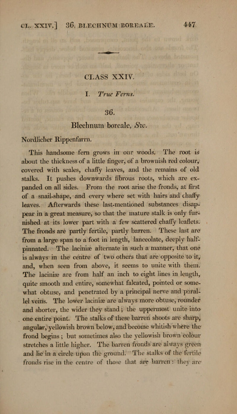CLASS XXIV. I. True Ferns. 36. Blechnum boreale, Sw. Nordlicher Rippenfarrn. This handsome fern grows im our woods, The root is about the thickness of a little finger, of a brownish red colour, covered with scales, chaffy leaves, and the remains of old stalks. It pushes downwards fibrous roots, which are ex- panded on all sides. From the root arise the fronds, at first of a snail-shape,-and every where set with hairs and chaffy leaves.. Afterwards these last-mentioned substances disap- pear in a great measure, so that the mature stalk is only fur- nished -at:its lower part with a few scattered chaffy leaflets. The fronds are partly fertile, partly barren. These last are from a large span to a foot in length, lanceolate, deeply half- pinnated. The lacinie alternate in such a manner, that one is alwaysıin the centre of two others that are opposite 'to it, and, when seen from above, it seems to unite with them. The laciniz are from half an inch to eight lines in length, quite smooth and entire, somewhat falcated, pomted or some- what obtuse, and penetrated by a principal nerve and paral- lel veins. The lower laciniz are always more obtuse, rounder and shorter, the wider they stand; the uppermost unite into _ one entire point. The stalks of these barren shoots are sharp, angular, yellowish brown below, and become whitish where the frond begins ; but sometimes also the yellowish brown colour stretches a little higher. The barren fronds are always green and lie‘in a circle upon the ground. The stalks of the fertile fronds rise in the centre of those that are barren: they are
