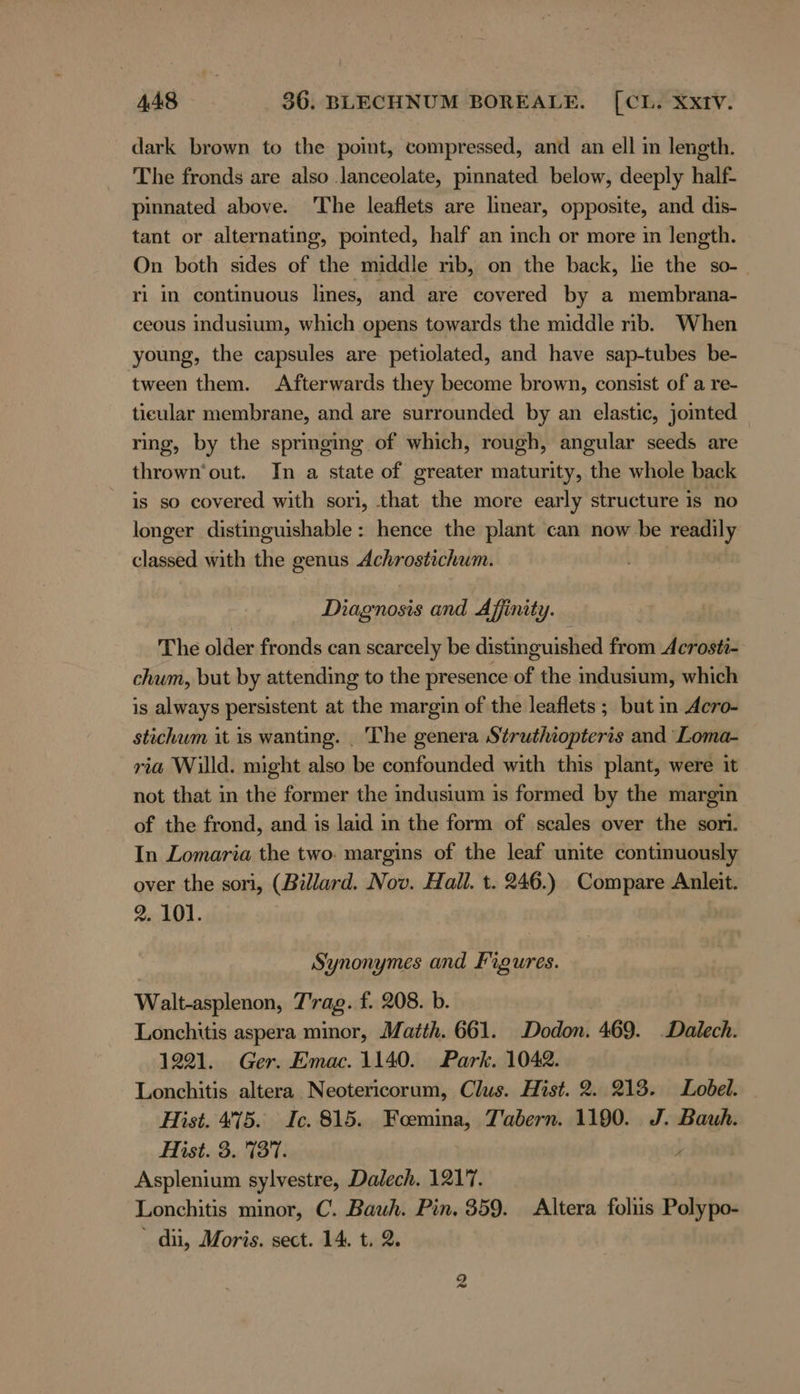 dark brown to the point, compressed, and an ell in length. The fronds are also lanceolate, pinnated below, deeply half- pinnated above. ‘The leaflets are linear, opposite, and dis- tant or alternating, pointed, half an inch or more in length. On both sides of the middle rib, on the back, lie the so-_ ri in continuous lines, and are covered by a membrana- ceous indusium, which opens towards the middle rib. When young, the capsules are petiolated, and have sap-tubes be- tween them. Afterwards they become brown, consist of a re- ticular membrane, and are surrounded by an elastic, jointed ring, by the springing of which, rough, angular seeds are thrown‘out. In a state of greater maturity, the whole back is so covered with sori, that the more early structure is no longer distinguishable: hence the plant can now be readily classed with the genus Achrostichum. Diagnosis and Affinity. The older fronds can scarcely be distinguished from Acrosti- chum, but by attending to the presence of the indusium, which is always persistent at the margin of the leaflets ; but in Acro- stichum it is wanting. _ The genera Struthiopteris and Loma- ria Willd. might also be confounded with this plant, were it not that in the former the indusium is formed by the margin of the frond, and is laid in the form of scales over the sori. In Lomaria the two. margins of the leaf unite continuously over the sori, (Billard. Nov. Hall. t. 246.) Compare Anleit. 2. 101. Synonymes and Figures. Walt-asplenon, T'rag. f. 208. b. | Lonchitis aspera minor, Matth. 661. .Dodon. 469. Dalech. 1221. Ger. Emac. 1140. Park. 1042. Lonchitis altera Neotericorum, Clus. Hist. 2. 218. Lobel. Hist. 475. Ic. 815. Foemina, Tabern. 1190. J. Bauh. Hist. 3.187. ; Asplenium sylvestre, Dalech. 1217. Lonchitis minor, C. Bauh. Pin. 359. Altera foliis Polypo- ~ di, Moris. sect. 14. t. 2.