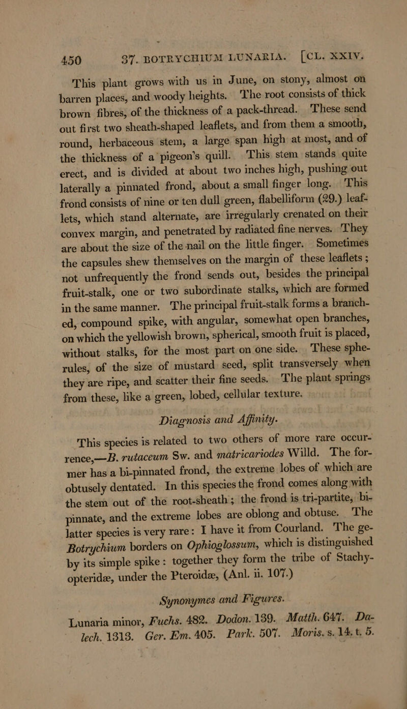 This plant grows with us in June, on stony, almost on barren places, and woody heights. ‘The root consists of thick brown fibres, of the thickness of a pack-thread. These send out first two sheath-shaped leaflets, and from them a smooth, round, herbaceous stem, a large span high at most, and of the thickness of a pigeon’s quill. This stem stands quite erect, and is divided at about two inches high, pushing out laterally a pinnated frond, about a small finger long. This frond consists of nine or ten dull green, flabelliform (29.) leaf- lets, which stand alternate, are irregularly crenated on their convex margin, and penetrated by radiated fine nerves. ‘They are about the size of the nail on the little finger. Sometimes the capsules shew themselves on the margin of these leaflets ; not unfrequently the frond sends out, besides the principal fruit-stalk, one or two subordinate stalks, which are formed in the same manner. The principal fruit-stalk forms a branch- ed, compound spike, with angular, somewhat open branches, on which the yellowish brown, spherical, smooth fruit is placed, without stalks, for the most part on one side. These sphe- rules, of the size of mustard seed, split transversely when they are ripe, and scatter their fine seeds. The plant springs from these, like a green, lobed, cellular texture. ar Diagnosis and Affinity. This species is related to two others of more rare occur- rence,—B. rutaceum Sw. and matricariodes Willd. The for- mer has a bi-pinnated frond, the extreme lobes of which are obtusely dentated. In this species the frond comes along with the stem out of the root-sheath; the frond is tri-partite, bi- pinnate, and the extreme lobes are oblong and obtuse. The latter species is very rare: I have it from Courland. The ge- Botrychiwm borders on Ophioglossum, which is distinguished by its simple spike : together they form the tribe of Stachy- opteridee, under the Pteroide, (Anl. ii. 107.) Synonymes and Figures. Lunaria minor, Fuchs. 482. Dodon. 139. Matth. 647. Da- lech. 1313. Ger. Em.405. Park. 50%. Moris. s. 14, t. 5.