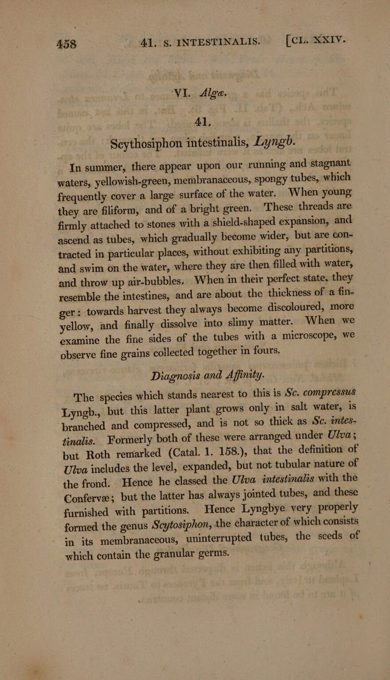 VI. Alge. 41, Scythosiphon intestinalis, Lyngb. In summer, there appear upon our running and stagnant waters, yellowish-green, membranaceous, spongy tubes, which frequently cover a large surface of the water. When young they are filiform, and of a bright green. These threads are firmly attached to stones with a shield-shaped expansion, and ascend as tubes, which gradually become wider, but are con- tracted in particular places, without exhibiting any partitions, and swim on the water, where they are then filled with water, and throw up air-bubbles, When in their perfect state, they resemble the intestines, and are about the thickness of a fin- ger: towards harvest they always become discoloured, more yellow, and finally dissolve into slimy matter. When we examine the fine sides of the tubes with a microscope, we observe fine grains collected together in fours, Diagnosis and Affinity. The species which stands nearest to this is Sc. compressus Lyngb., but this latter plant grows only in salt water, is branched and compressed, and is not so thick as Sc. inies- tinalis. Formerly both of these were arranged under Ulva; but Roth remarked (Catal. 1. 158.), that the definition of Ulva includes the level, expanded, but not tubular nature of the frond. Hence he classed the Ulva intestinalis with the Conferve; but the latter has always jointed tubes, and these furnished with partitions. Hence Lyngbye very properly formed the genus Scytosiphon, the character of which consists “n its membranaceous, uninterrupted tubes, the seeds of which contain the granular germs.