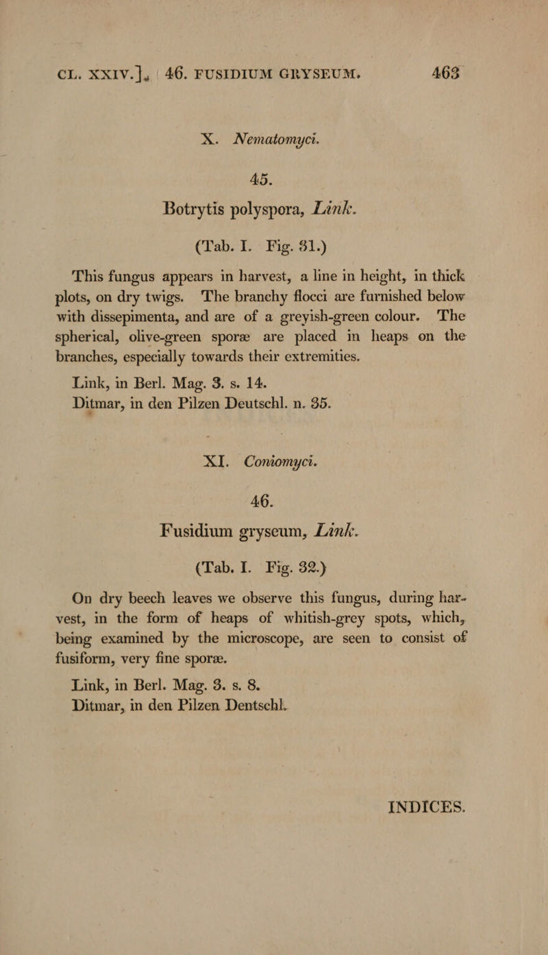 X. Nematomyci. 45. Botrytis polyspora, Link. (Tab. I. Fig. 81.) This fungus appears in harvest, a line in height, in thick plots, on dry twigs. The branchy flocct are furnished below with dissepimenta, and are of a greyish-green colour. The spherical, olive-green sporsee are placed in heaps on the branches, especially towards their extremities. Link, in Berl. Mag. 3. s. 14. Ditmar, in den Pilzen Deutschl. n. 35. XI. Contomyci. 46. Fusidium gryseum, Link. (Tab. I. Fig. 32.) On dry beech leaves we observe this fungus, during har- vest, in the form of heaps of whitish-grey spots, which, being examined by the microscope, are seen to consist of fusiform, very fine sporze. Link, in Berl. Mag. 3. s. 8. Ditmar, in den Pilzen Dentschl. INDICES.