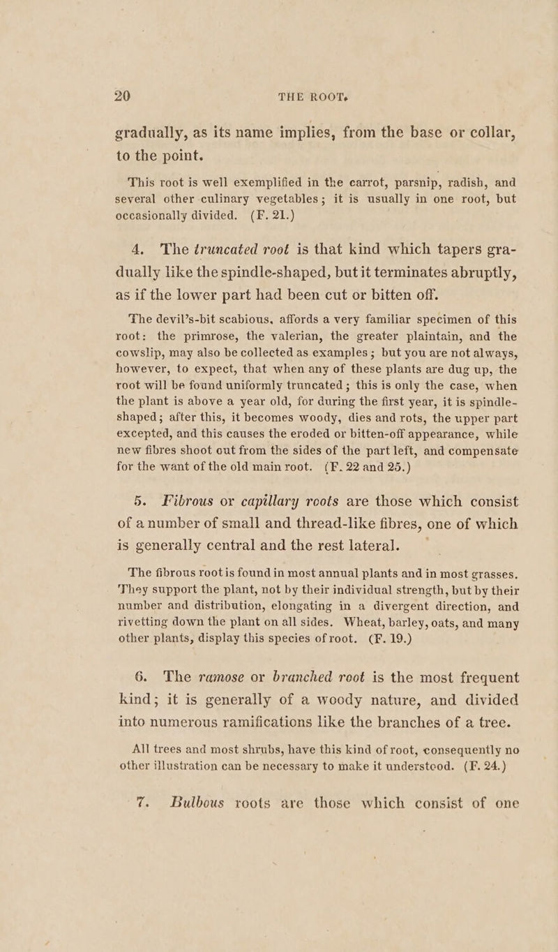 gradually, as its name implies, from the base or collar, to the point. This root is well exemplified in the carrot, parsnip, radish, and several other culinary vegetables; it is usually in one root, but occasionally divided. (F. 21.) 4. The truncated root is that kind which tapers gra- dually like the spindle-shaped, but it terminates abruptly, as if the lower part had been cut or bitten off. The devil’s-bit scabious, affords a very familiar specimen of this root: the primrose, the valerian, the greater plaintain, and the cowslip, may also be collected as examples; but you are not always, however, to expect, that when any of these plants are dug up, the root will be found uniformly truncated ; this is only the case, when the plant is above a year old, for during the first year, it is spindle- shaped; after this, it becomes woody, dies and rots, the upper part excepted, and this causes the eroded or bitten-off appearance, while new fibres shoot out from the sides of the part left, and compensate for the want of the old main root. (F.22 and 25.) 5. Fibrous or capillary roots are those which consist of a number of small and thread-like fibres, one of which is generally central and the rest lateral. The fibrous rootis found in most annual plants and in most grasses. They support the plant, not by their individual strength, but by their number and distribution, elongating in a divergent direction, and rivetting down the plant on all sides. Wheat, barley, oats, and many other plants, display this species ofroot. (F. 19.) 6. The ramose or branched root is the most frequent kind; it is generally of a woody nature, and divided into numerous ramifications like the branches of a tree. All trees and most shrubs, have this kind of root, consequently no other illustration can be necessary to make it understcod. (F. 24.) 7. Bulbous roots are those which consist of one