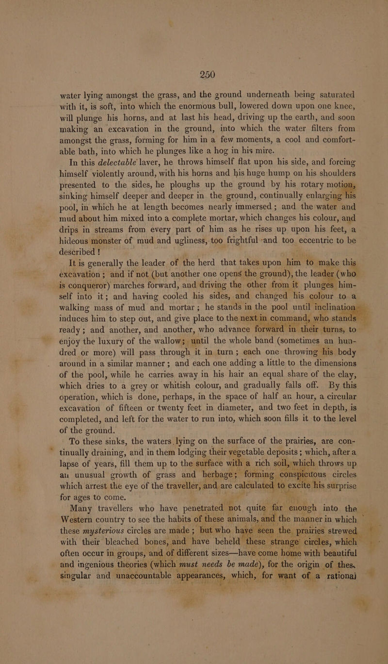 water lying amongst the grass, and the ground underneath being saturated with it, is soft, into which the enormous bull, lowered down upon one knee, will plunge his horns, and at last his head, driving up the earth, and soon making an excavation in the ground, into which the water filters from amongst the grass, forming for him in a few moments, a cool and comfort- able bath, into which he plunges like a hog in his mire. In this delectable’ laver, he throws himself flat upon his side, and forcing himself violently around, with his horns and his huge hump on his shoulders presented to the sides, he ploughs up the ground by his rotary motion, sinking himself deeper and deeper in. the ground, continually eularpingtiile pool, in which he at length becomes nearly immersed ; and the water and mud about him mixed into a complete mortar, which changes his colour, and drips in streams from every part of him as he rises up upon his feet, a hideous monster of mud and ugliness, too frightful -and too. eccentric to be described ! It is generally the leader of the herd that takes upon him to make this excavation ; and if not (but another one opens the ground), the leader (who is conqueror) marches forward, and driving the other from it plunges him- self into it; and having cooled his sides, and changed his colour to a maces him to step out, and give place to the next in command, who stands ready ; ; and another, and another, who advance forward in in. their. turns, to enjoy the luxury of the wallow; until the whole band (sometimes an hun- dred or more) will pass through it in turn; each one throwing his body around in a similar manner; and each one adding a little to the dimensions of the pool, while he carries away in his hair an equal share of the clay, which dries to a grey or whitish colour, and gradually falls off. By this operation, which is done, perhaps, in the space of half an hour, a circular excavation of fifteen or twenty feet in diameter, and two feet in depth, is completed, and left for the water to run into, which soon fills it to the level of the ground. To these sinks, the waters lying on the surface of the prairies, are con- tinually draining, and in them lodging their vegetable deposits ; which, after a lapse of years, fill them up to the surface with a rich soil, which shane up au unusual growth of grass and herbage; forming cons} ictious circles which arrest the eye of the traveller, and. are calculated to excite his surprise for ages to come. i | Many travellers who have peneuuiicdn ‘not quite far Pets into the Western country to see the habits of these animals, and the manner in which ~ these mysterious circles are made ; “but who have ‘seen the prairies strewed with their bleached bones, and have beheld these strange’ circles, white often occur in groups, and of different sizes—have come home with beautiful tn singular and unaccountable aa rpg for mat of a ratlona) 2 ? JI