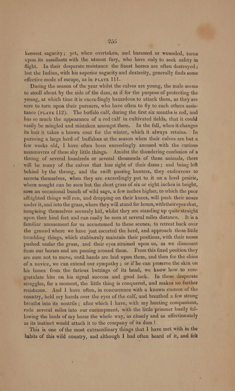 255 keenest sagacity; yet, when overtaken, and harassed or wounded, turns upon its assailants with the utmost fury, who have only to seek safety in flight. In their desperate resistance the finest horses are often destroyed ; but the Indian, with his superior sagacity and dexterity, generally finds some effective mode of escape, as in PLATE 111. During the season of the year whilst the calves are young, the male seems to stroll about by the side of the dam, as if for the purpose of protecting the young, at which time it is exceedingly hazardous to attack them, as they are sure to turn upon their pursuers, who have often to fly to each oiler assis- tance (pLaAtTE 112). The buffalo calf, during the first six months is red, and has so much the appearance of a red calf in cultivated fields, that it could easily be mingled and mistaken amongst them. In the fall, when it changes its hair it takes a brown coat for the winter, which it always retains. In pursuing a large herd of buffaloes at the season when their calves are but a few weeks old, I have often been exceedingly amused with the curious manceuvres of these shy little things. Amidst the thundering confusion of a throng of several hundreds or several thousands of these animals, there will be many of the calves that lose sight of their dams; and being left behind by the throng, and the swift passing hunters, they endeavour to secrete themselves, when they are exceedingly put to it on a level prairie, where nought can be seen but the short grass of six or eight inches in height, save an occasional bunch of wild sage, a few inches higher, to which the poor affrighted things will run, and dropping on their knees, will push their noses under it, and into the grass, where they will stand for hours, withtheireyes shut, imaginmg themselves securely hid, whilst they are standing up quite straight upon their hind feet and can easily be seen at several miles distance. Itisa familiar amusement for us accustomed to these scenes, to retreat back over the ground where we have just escorted the herd, and approach these little trembling things, which stubbornly maintain their positions, with their noses pushed under the grass, and their eyes strained upon us, as we dismount from our horses and are passing around them. From this fixed position they are sure not to move, until hands are laid upon them, and then for the shins of a novice, we can extend our sympathy ; or if he can preserve the skin on his bones from the furious buttings of its head, we know how to con- eratulate him on his signal success and good luck. In these desperate struggles, for a moment, the little thing is conquered, and makes no further resistance. And I have often, in concurrence with a known custom of the country, held my hands over the eyes of the calf, and breathed a few strong breaths into its nostrils; after which I have, with my hunting companions, rode several miles into our encampment, with the little prisoner busily fol- lowing the heels of my horse the whole way, as closely and as affectionately as its instinct would attach it to the company of its dam ! This is one of the most extraordinary things that I have met with in the habits of this wild country, and although I had often heard of it, and felt